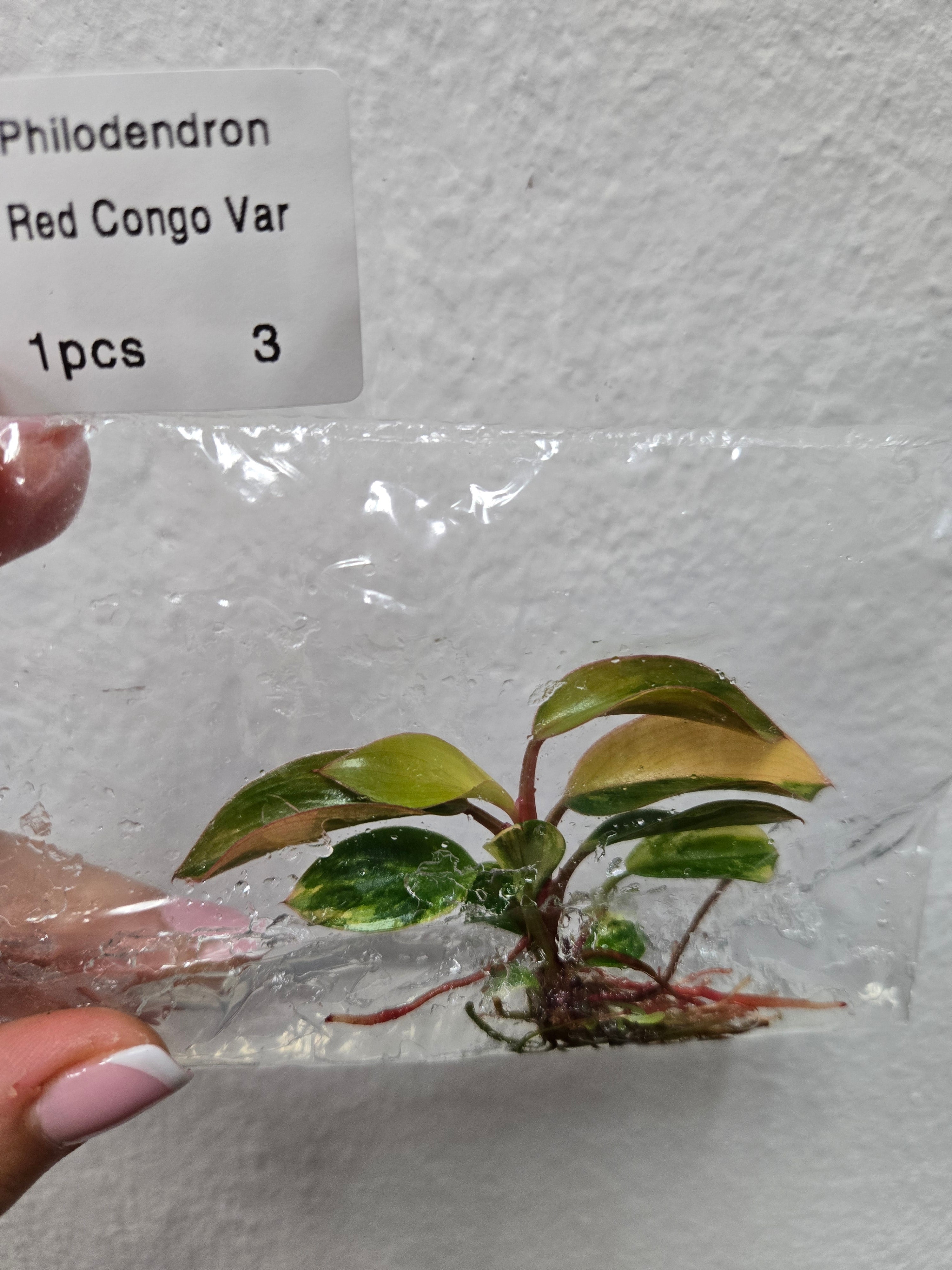 Philodendron Red Congo Variegata