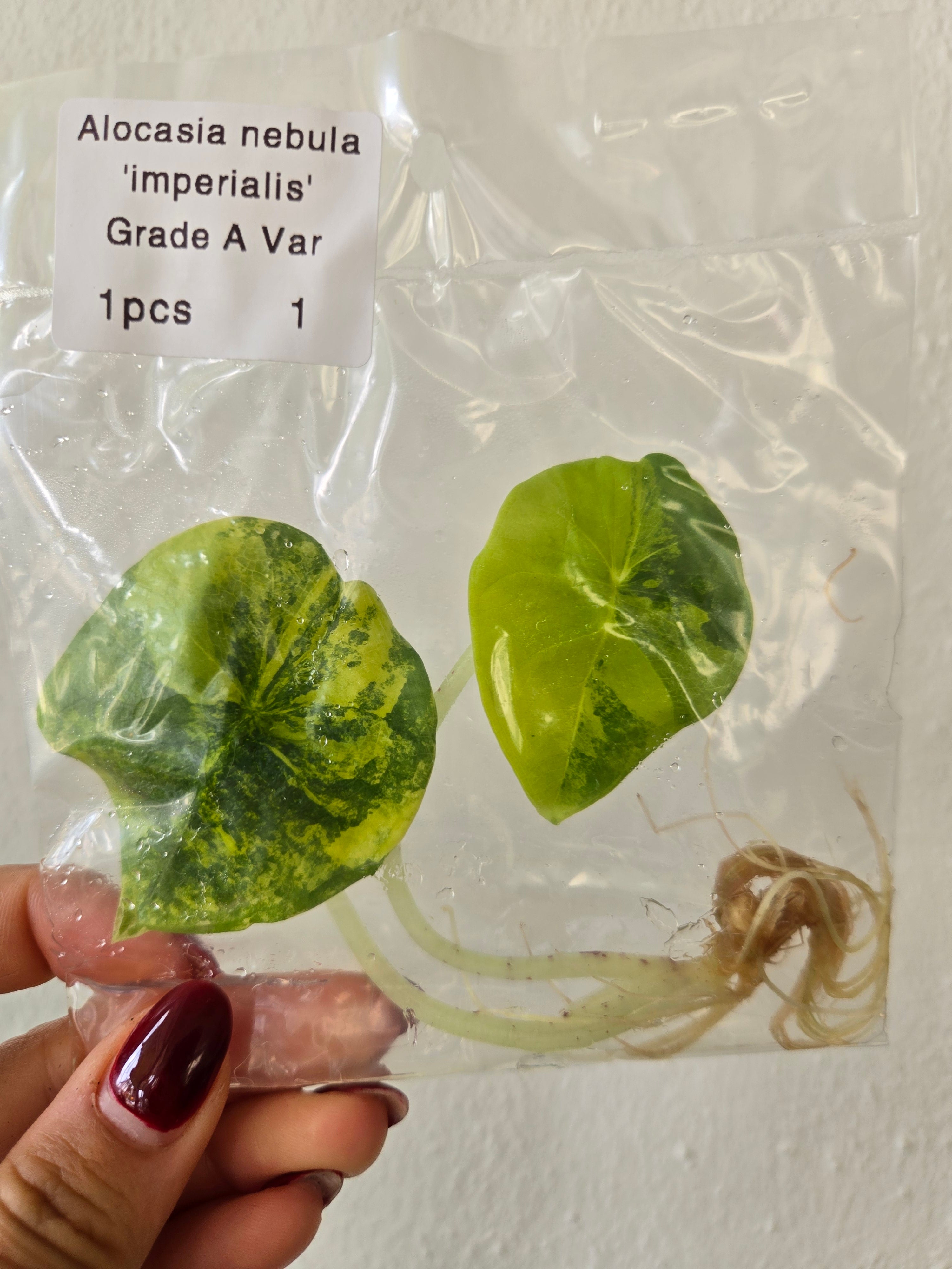 Alocasia Nebula Variegata Premium Panaschierung - Tissue Culture (TC)