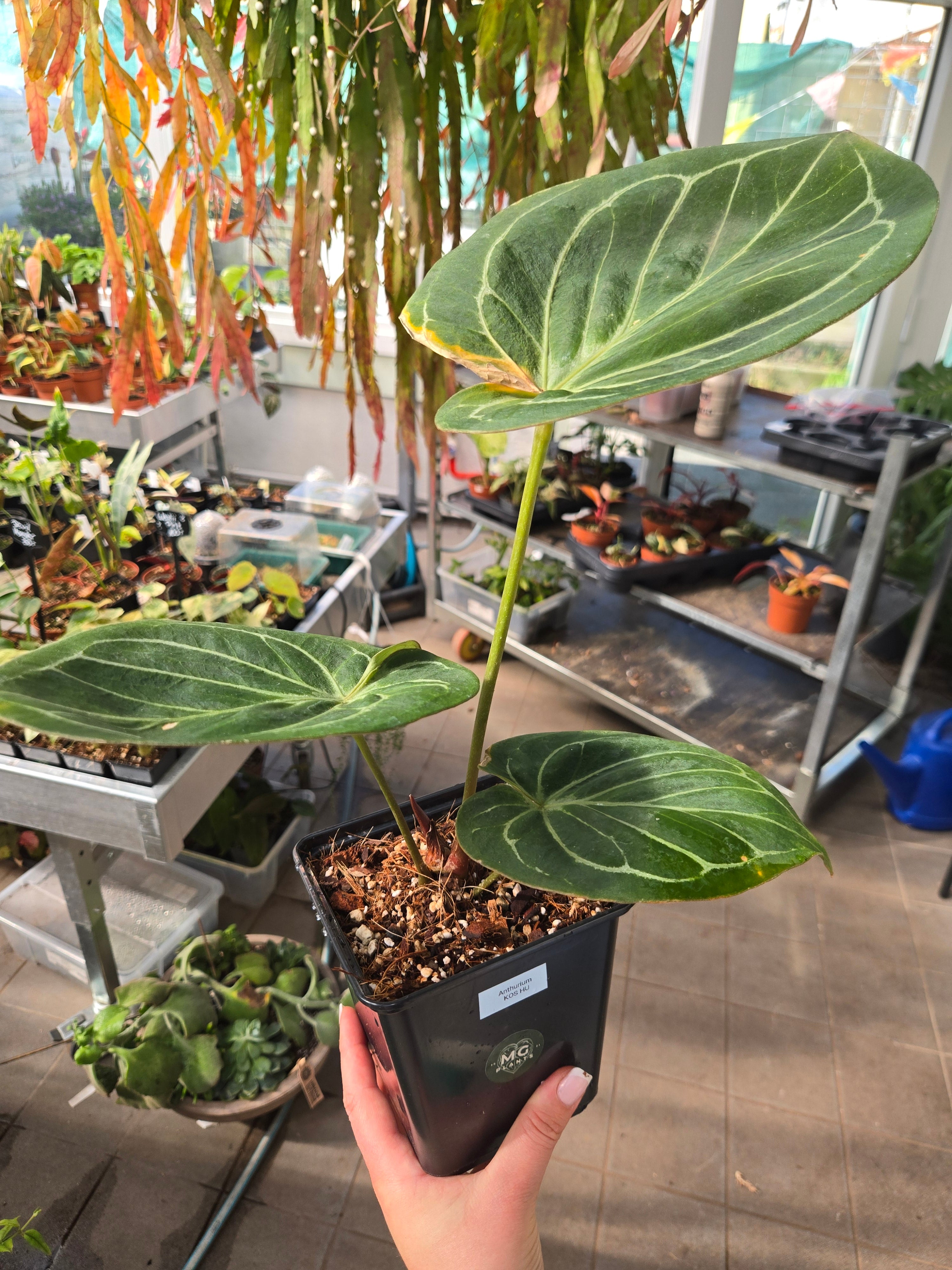 Anthurium King of Spades HU (KOS) big – MG Plants