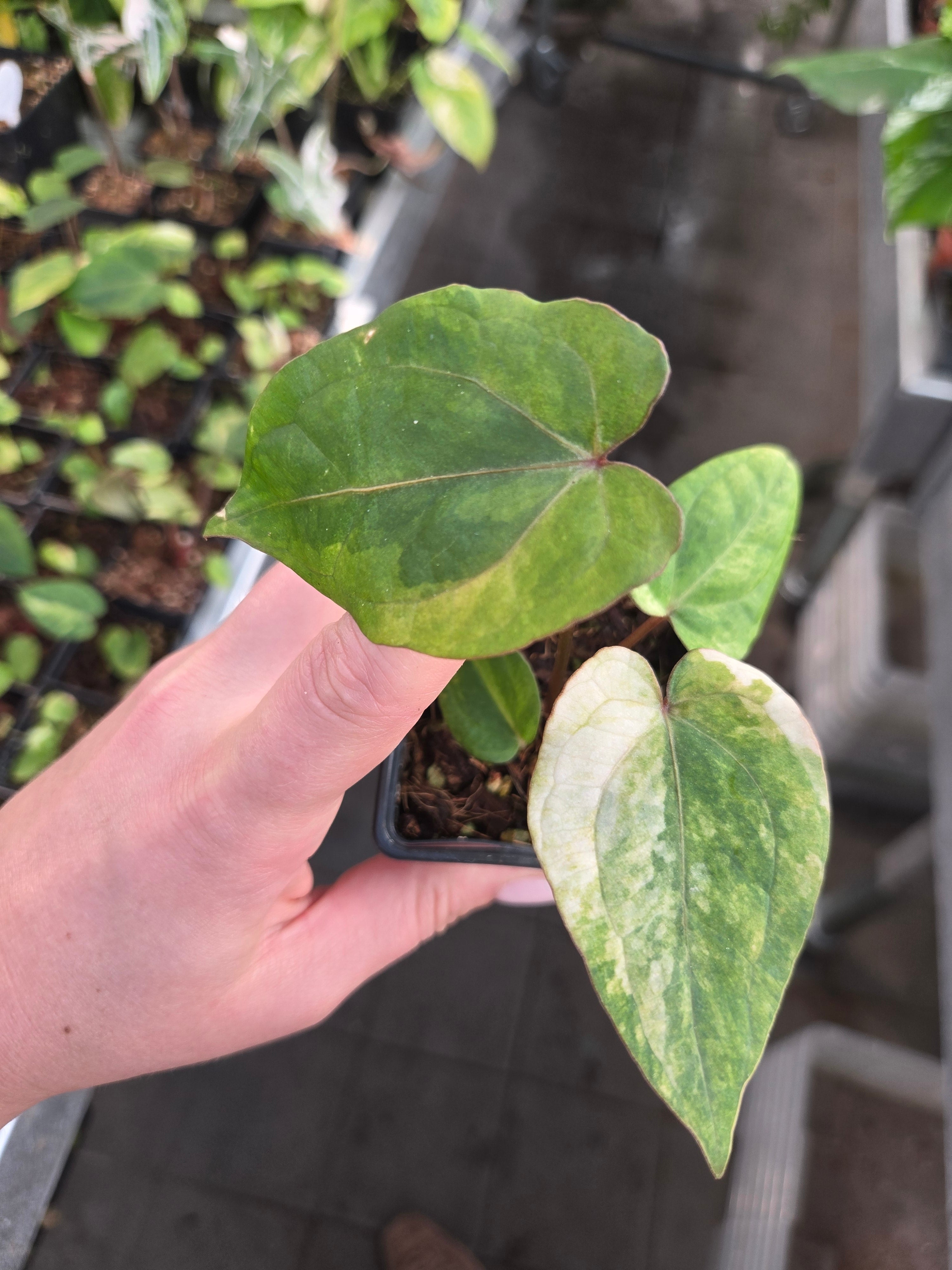 Anthurium Red Vein Dark Phönix Variegata RVDP (from Seed)