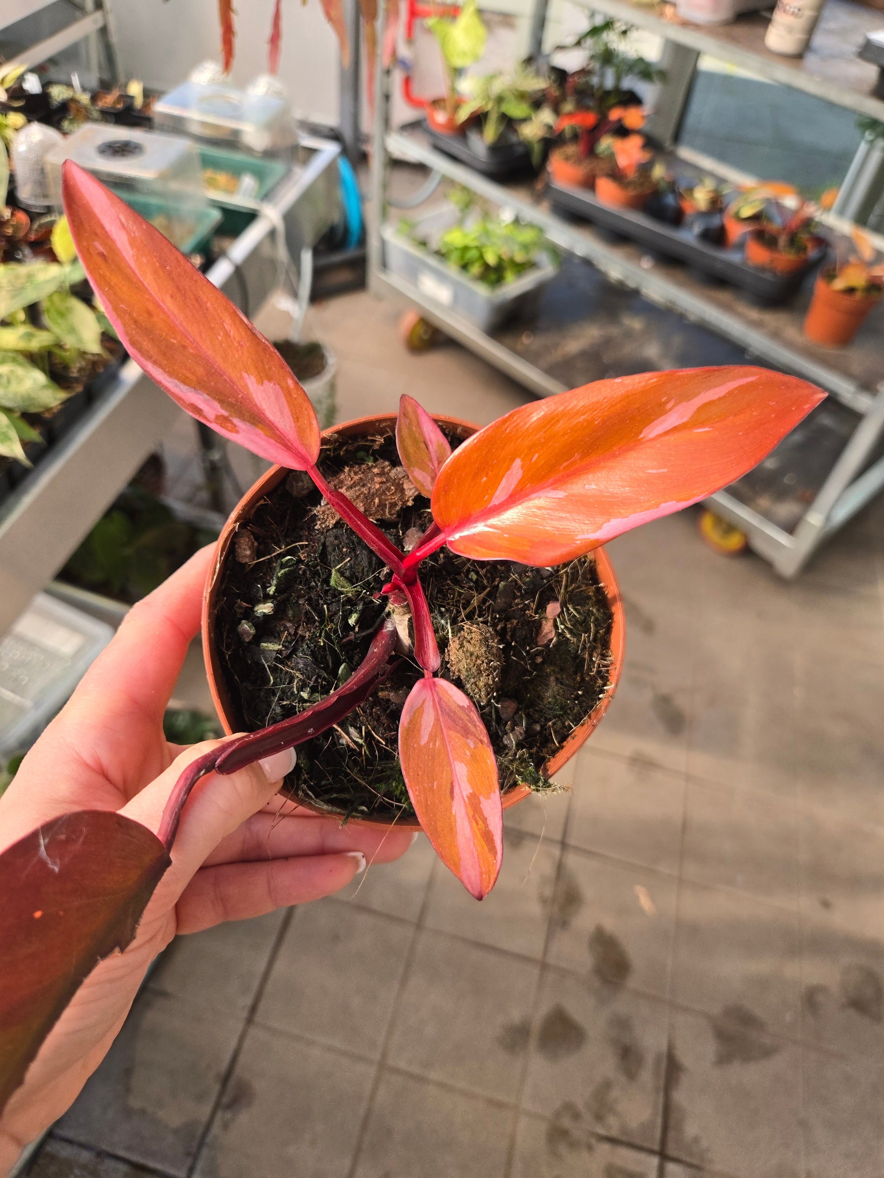 Philodendron Persimmon Princess