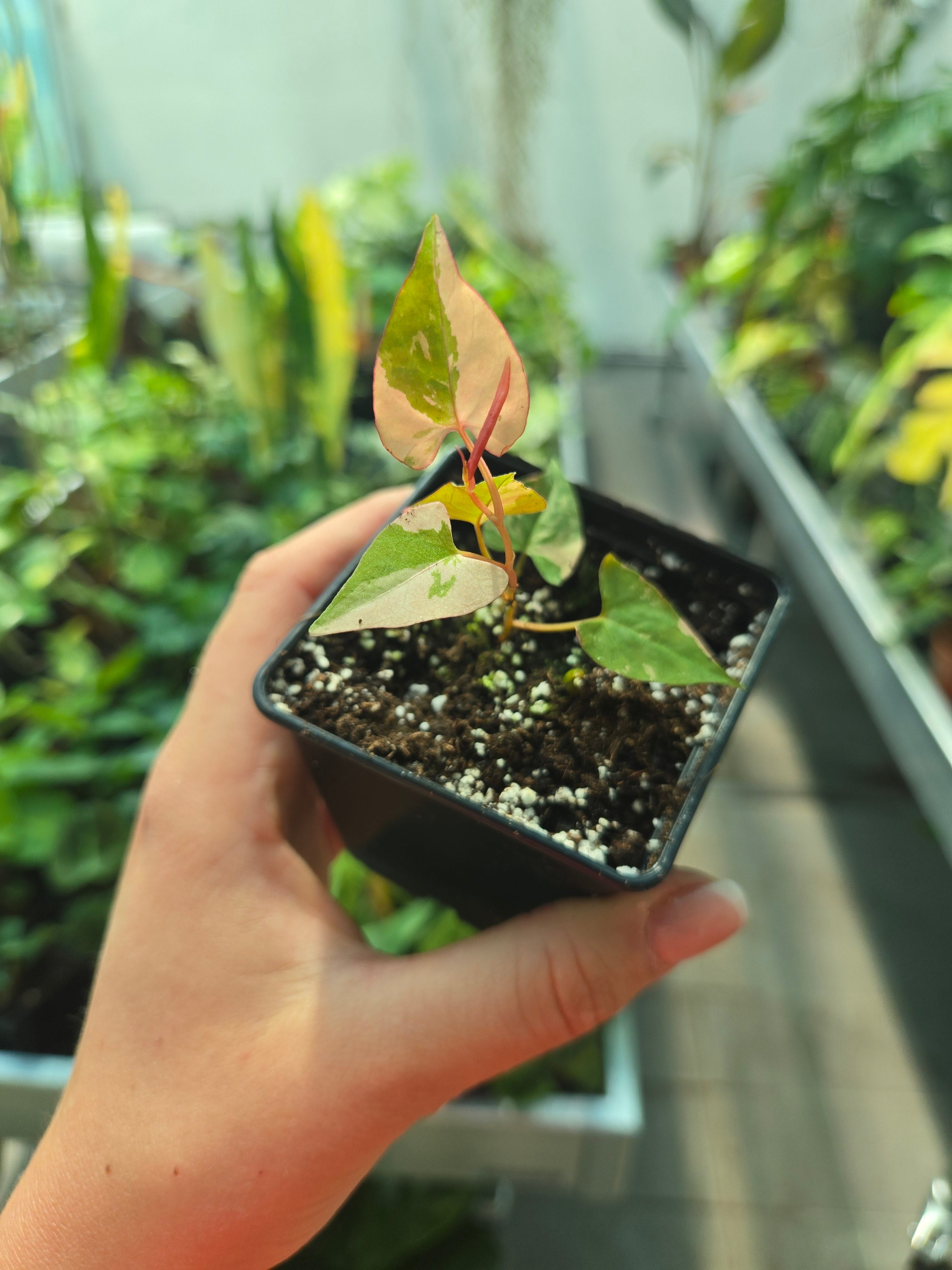 Fallopia Multiflora Variegata – MG Plants