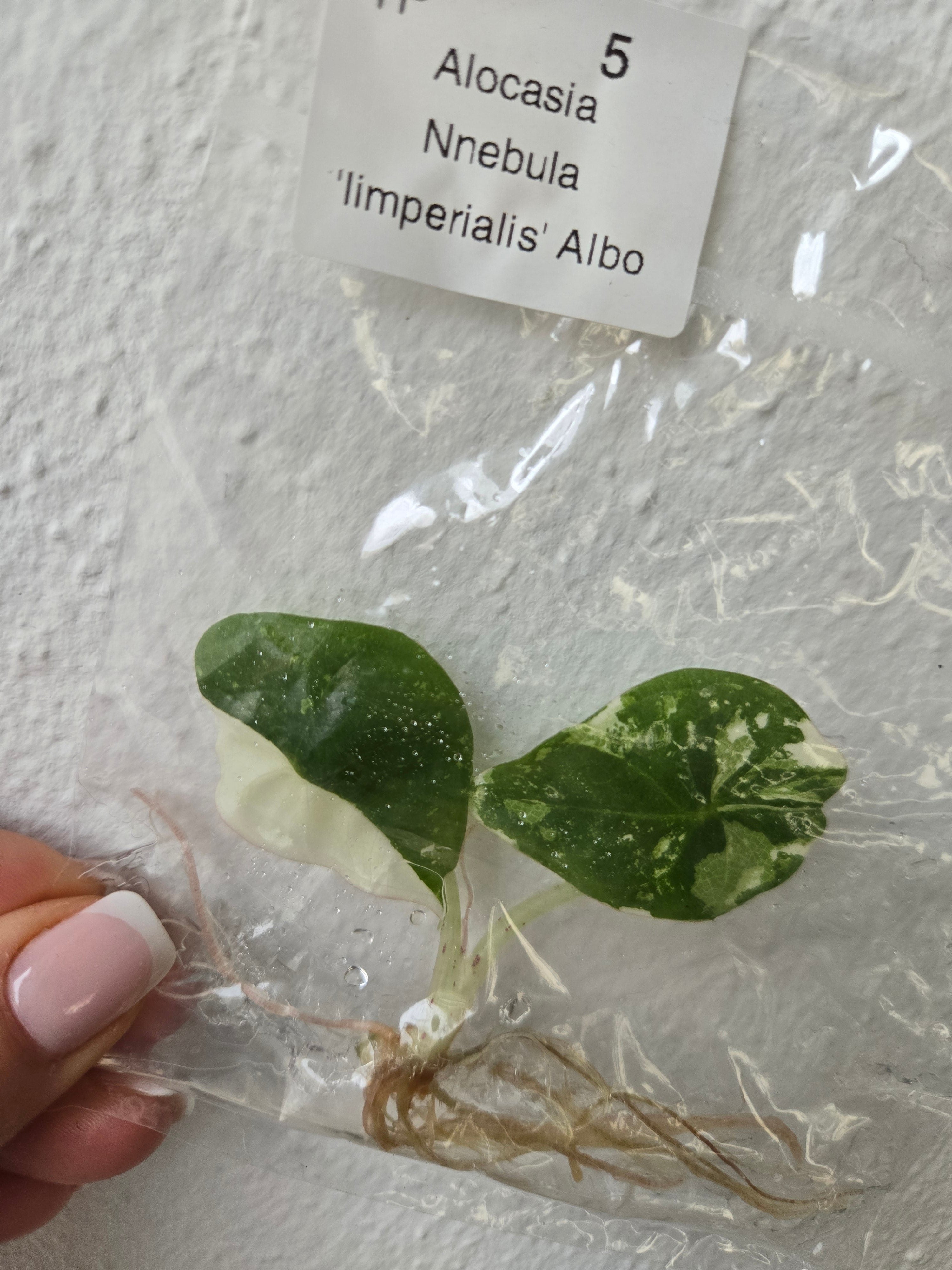 Alocasia Nebula Albo - TC