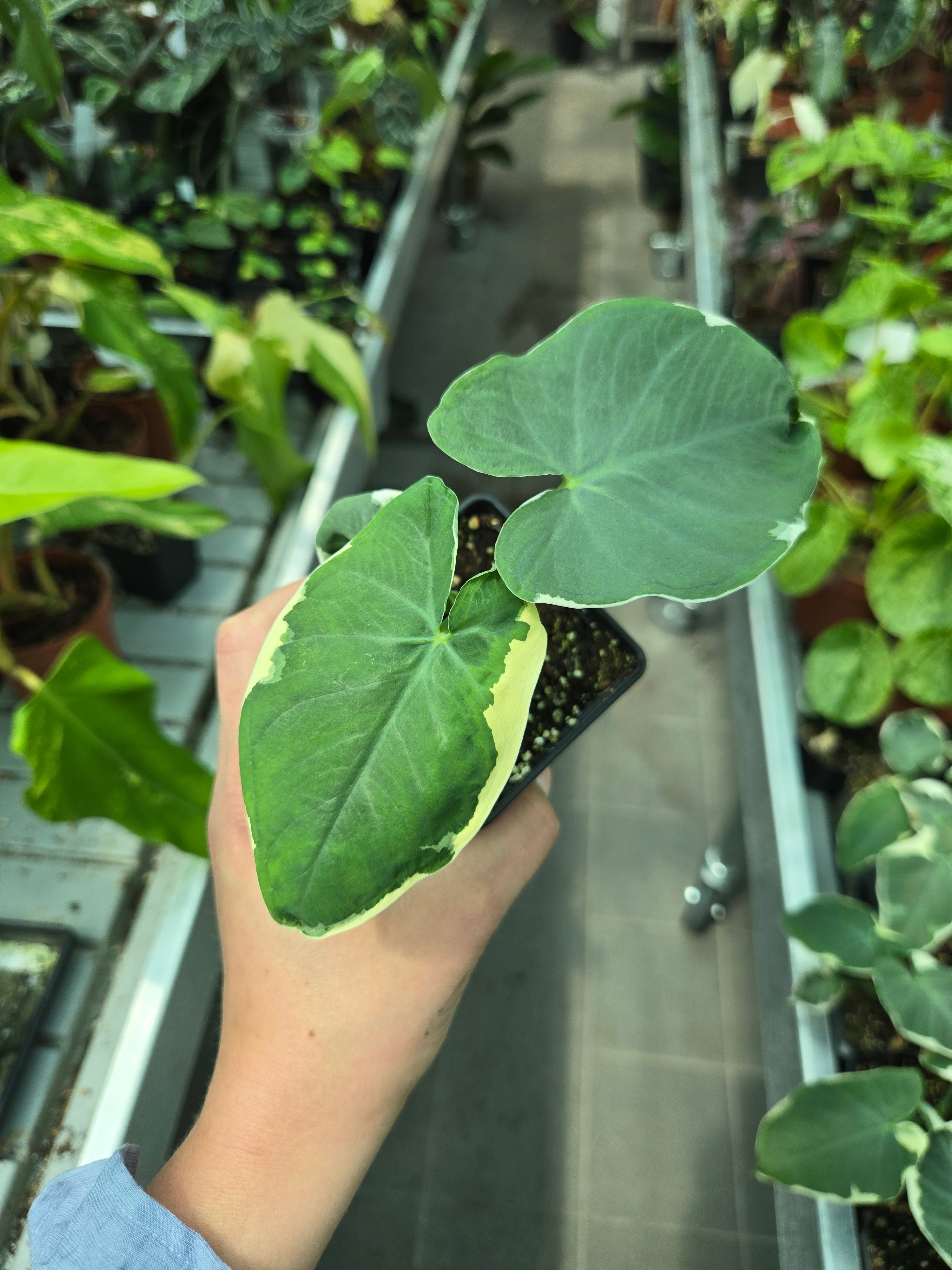Xanthosoma Variegata Mickey Mouse