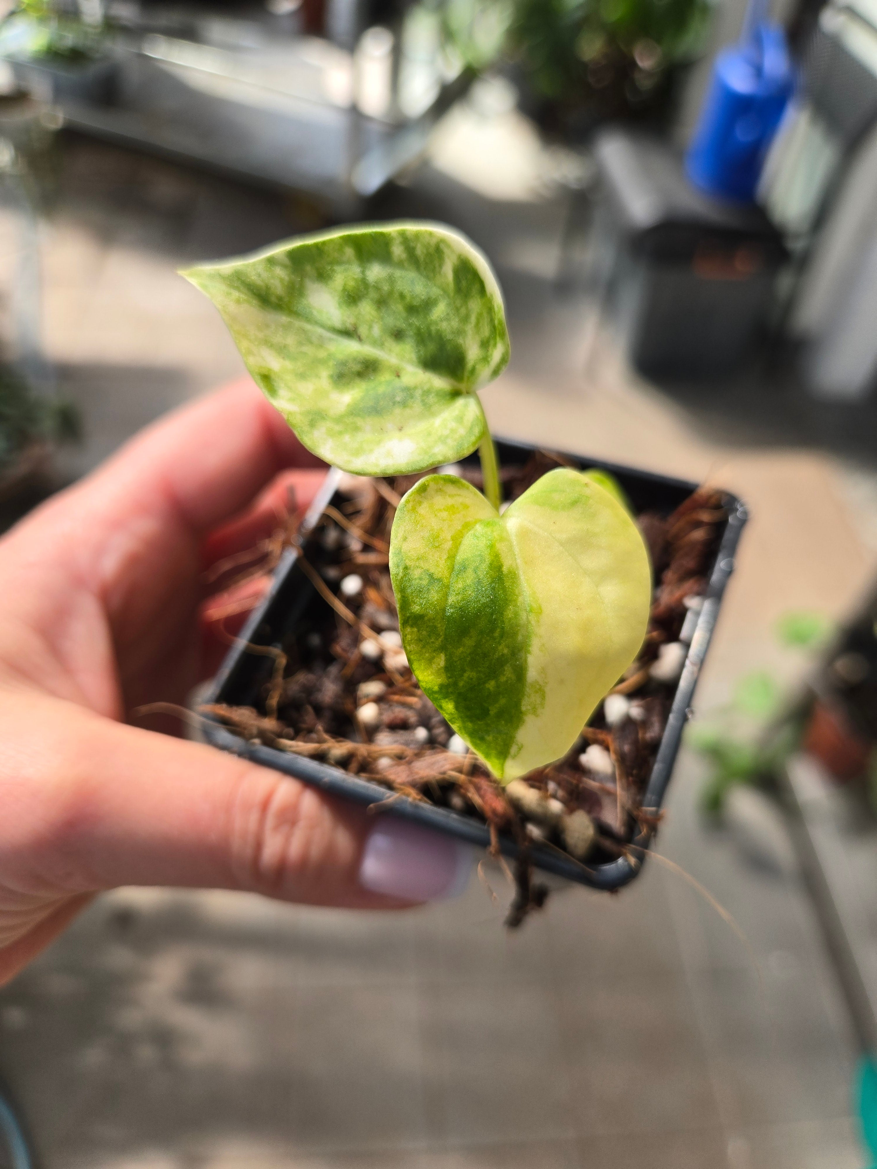 Anthurium Clarivernum Variegata