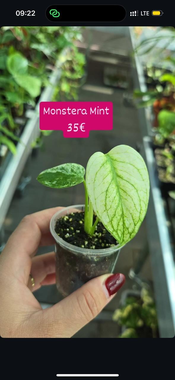 Insta Sale