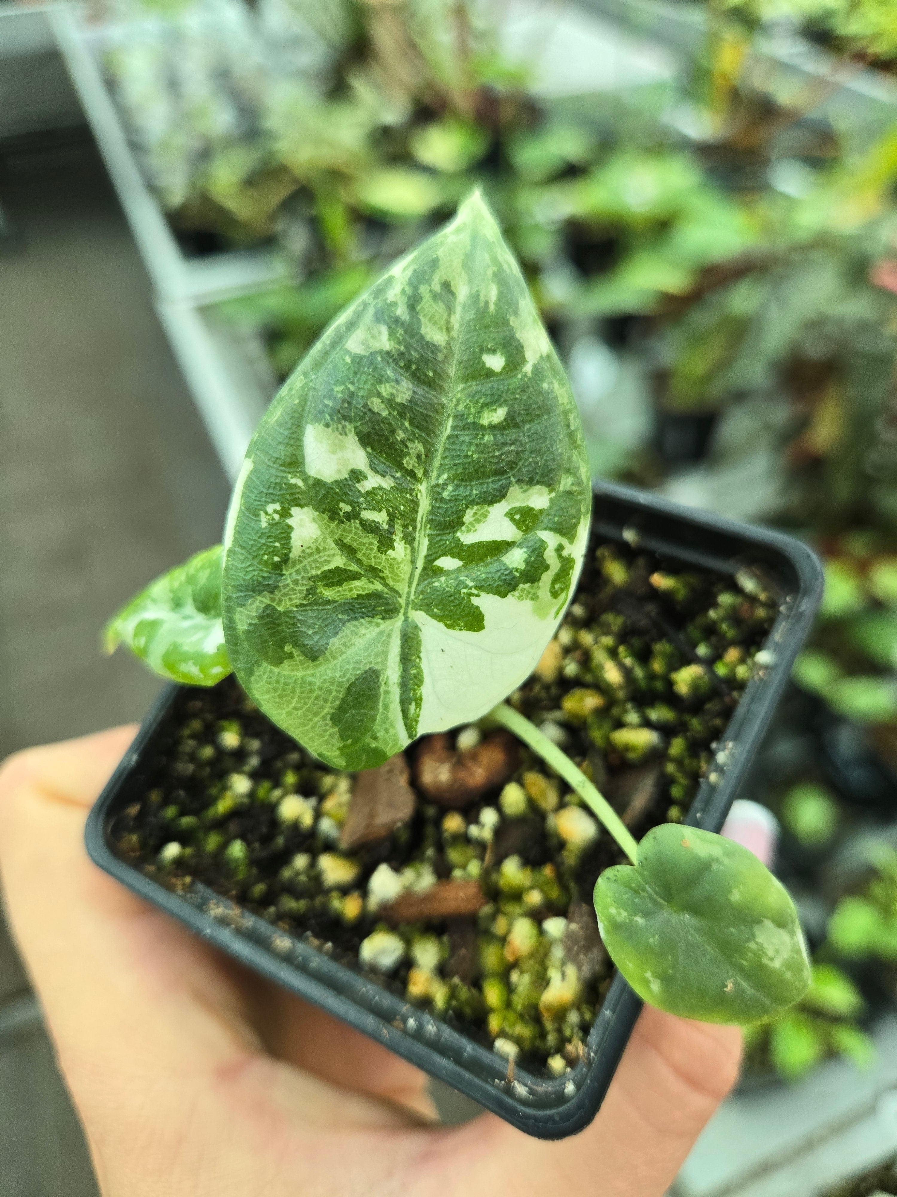 Alocasia Maharani Albo