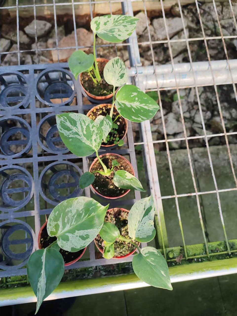 Monstera Bulbasaur PReOrder - Pflanze