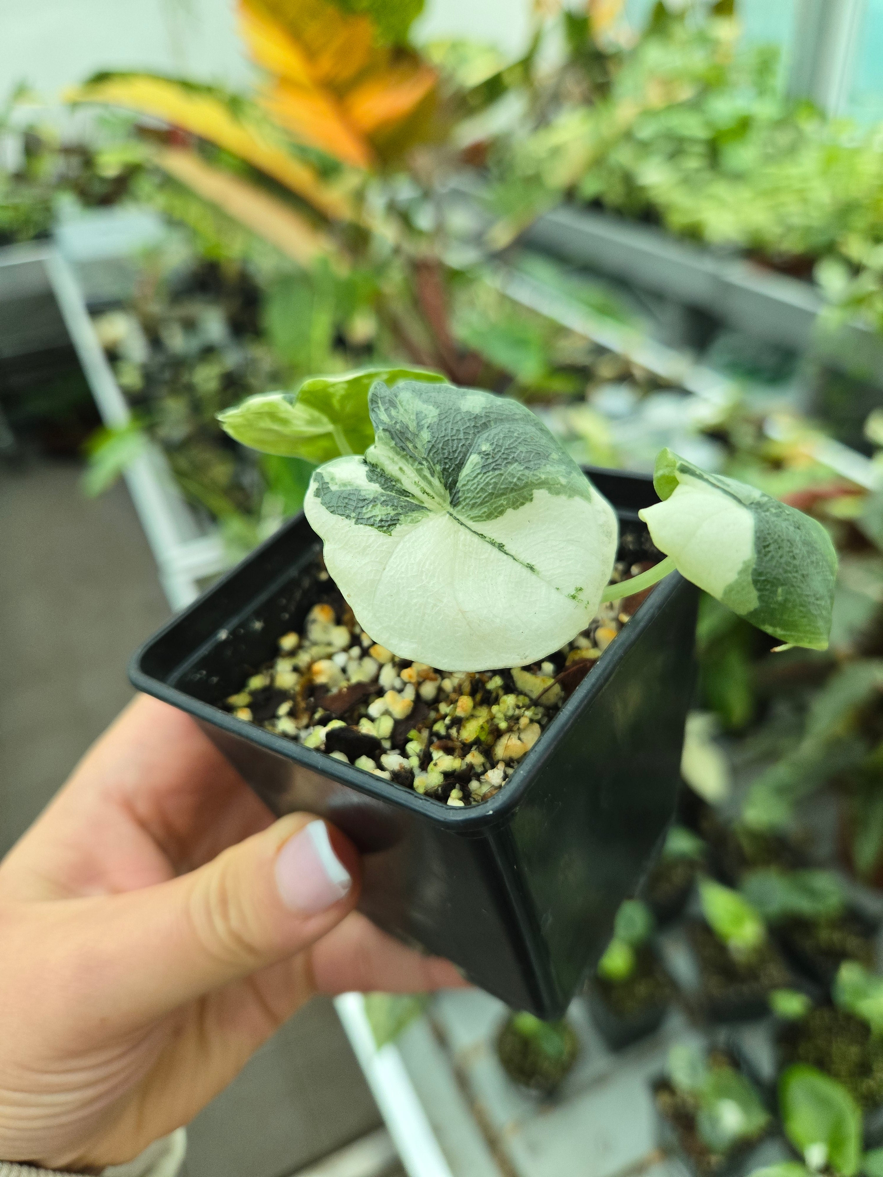 Alocasia Melo Albo