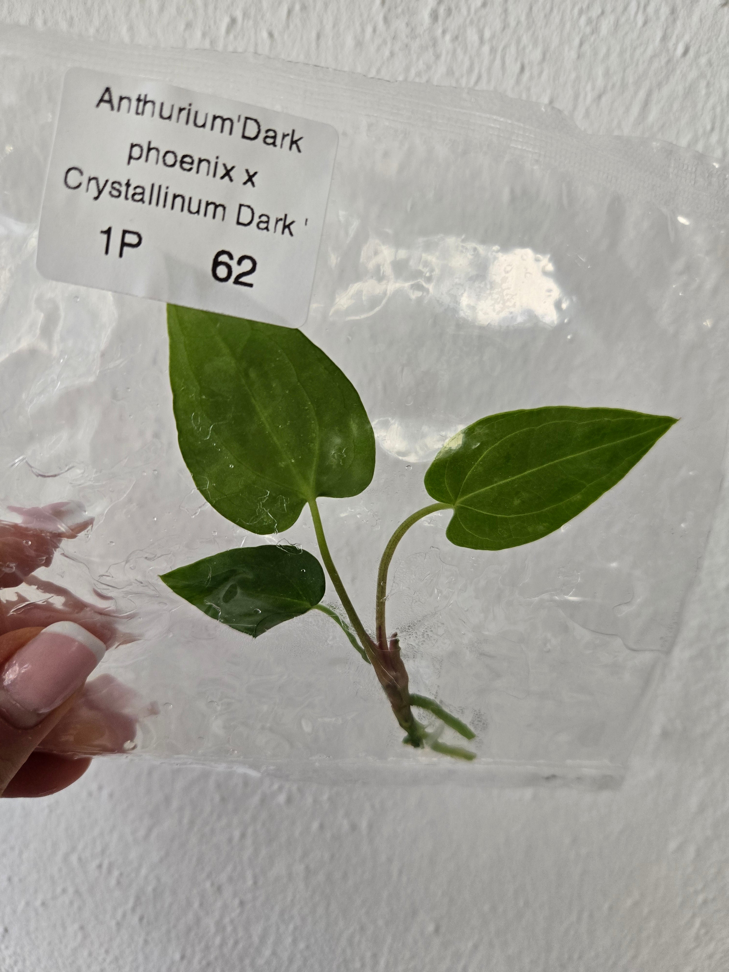 Anthurium 'Dark phoenix x Crystallinum Dark Form - Tissue Culture