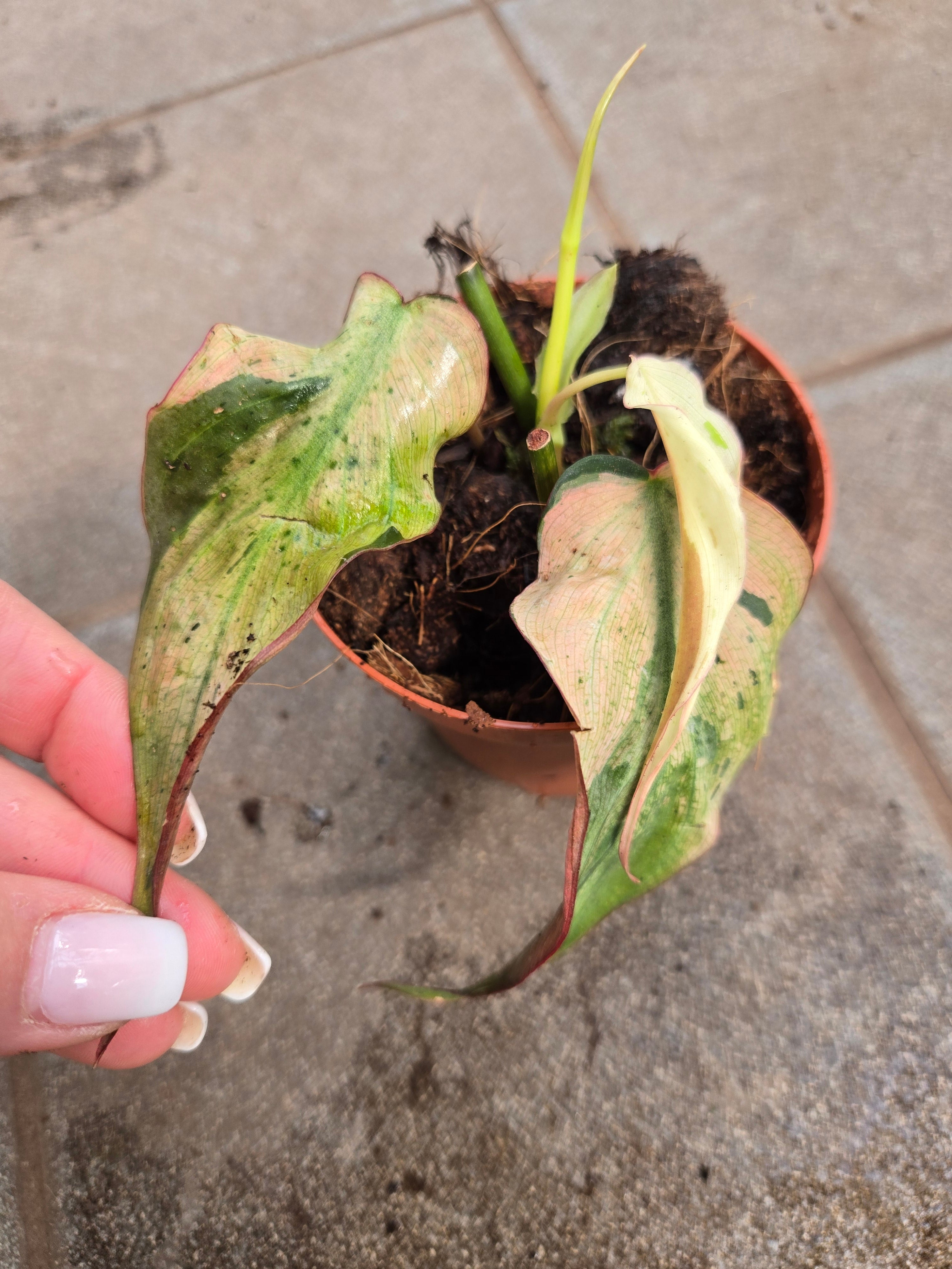 Philodendron Micans Mint