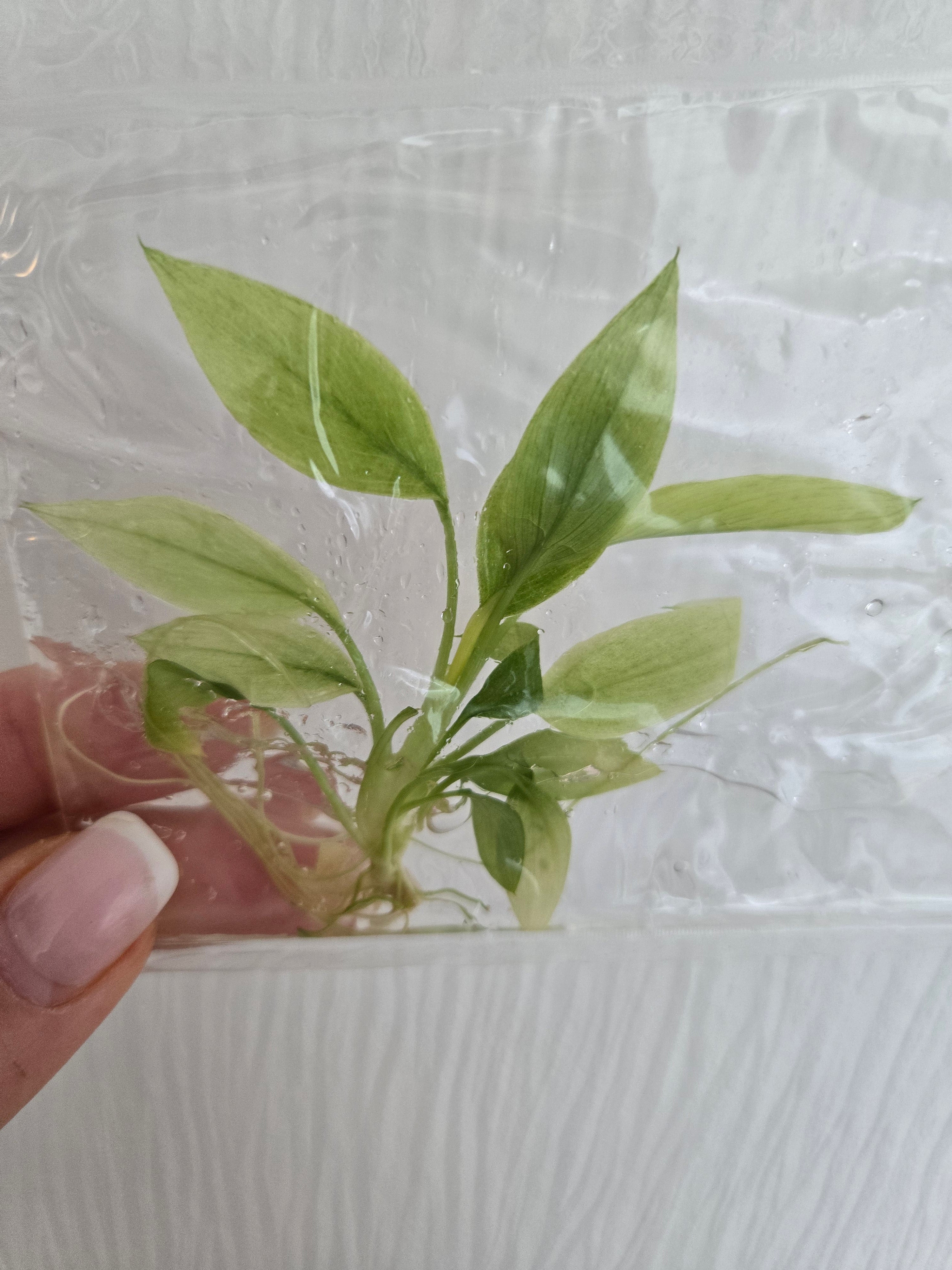 Homalomena Mint -TC