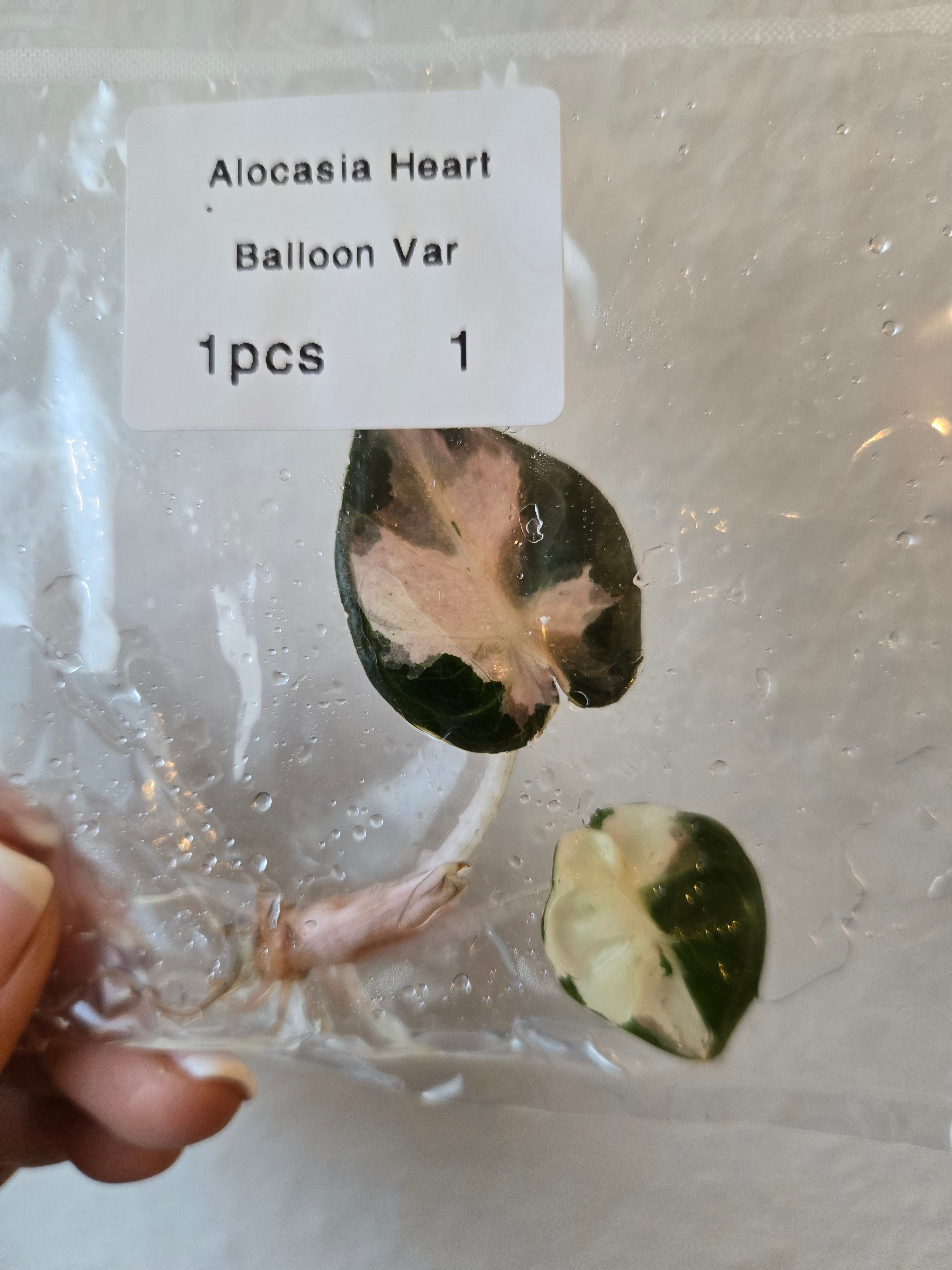 Alocasia Heart Balloon Variegated- Tissue Culture (TC)