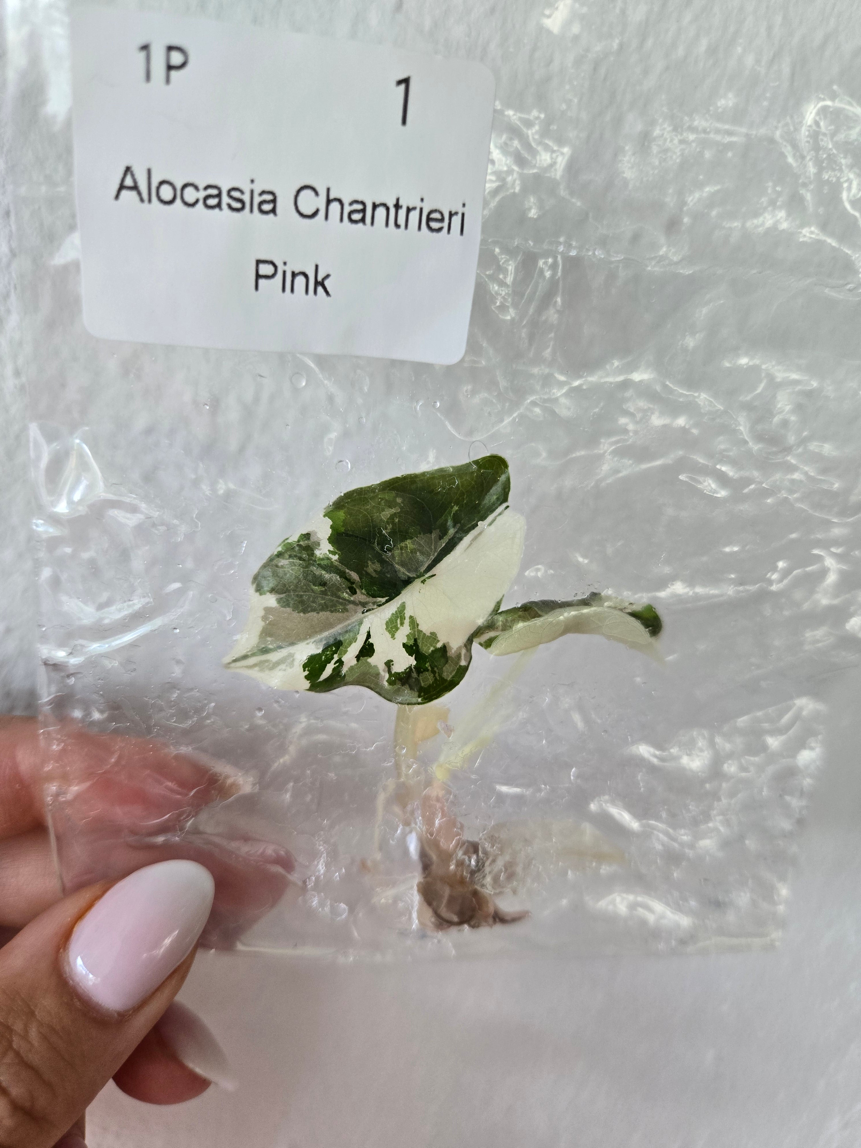Alocasia Chantrieri Pink Variegata - TC - Tissue Culture