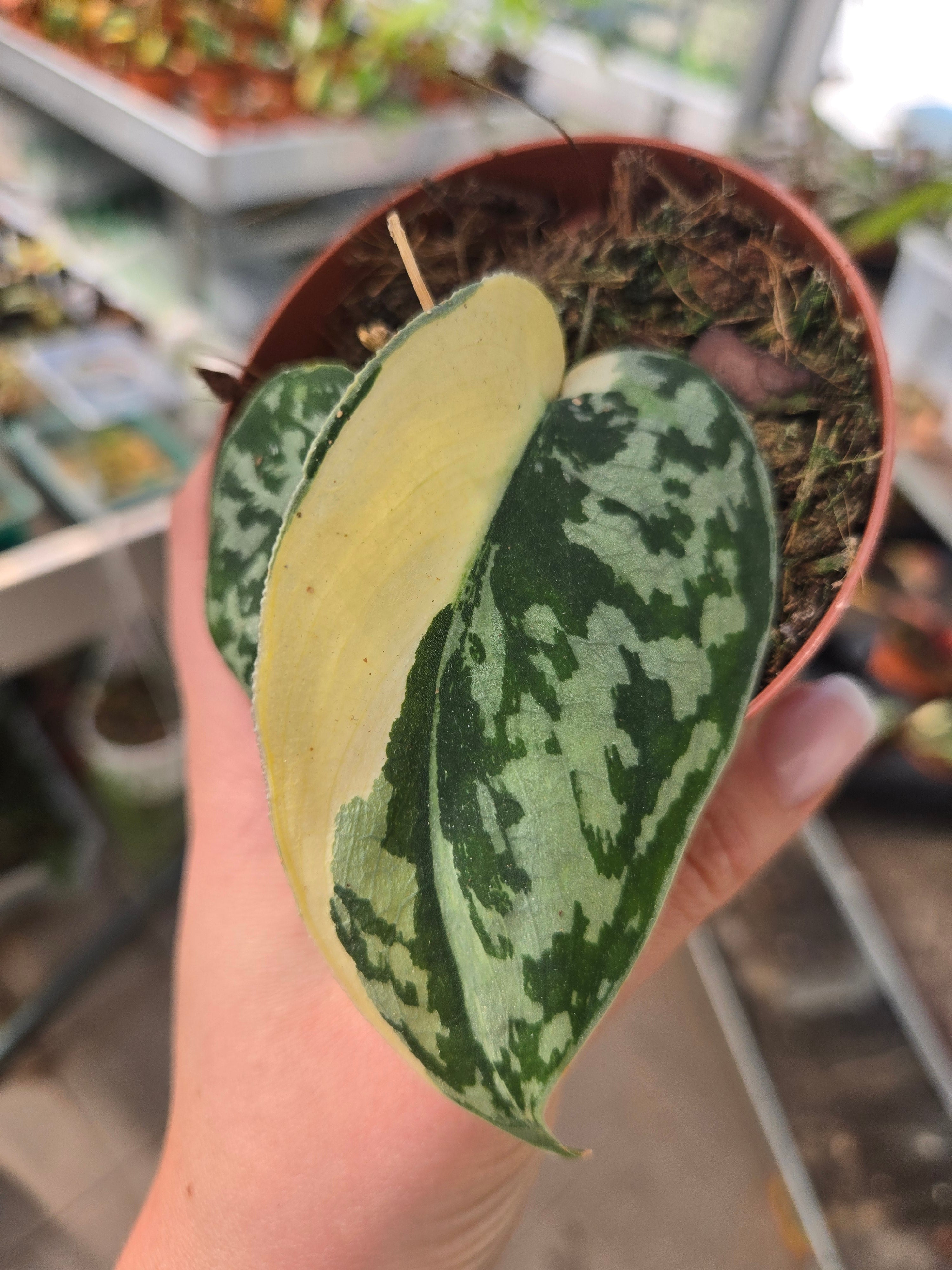 Scindapsus Mayari Albo