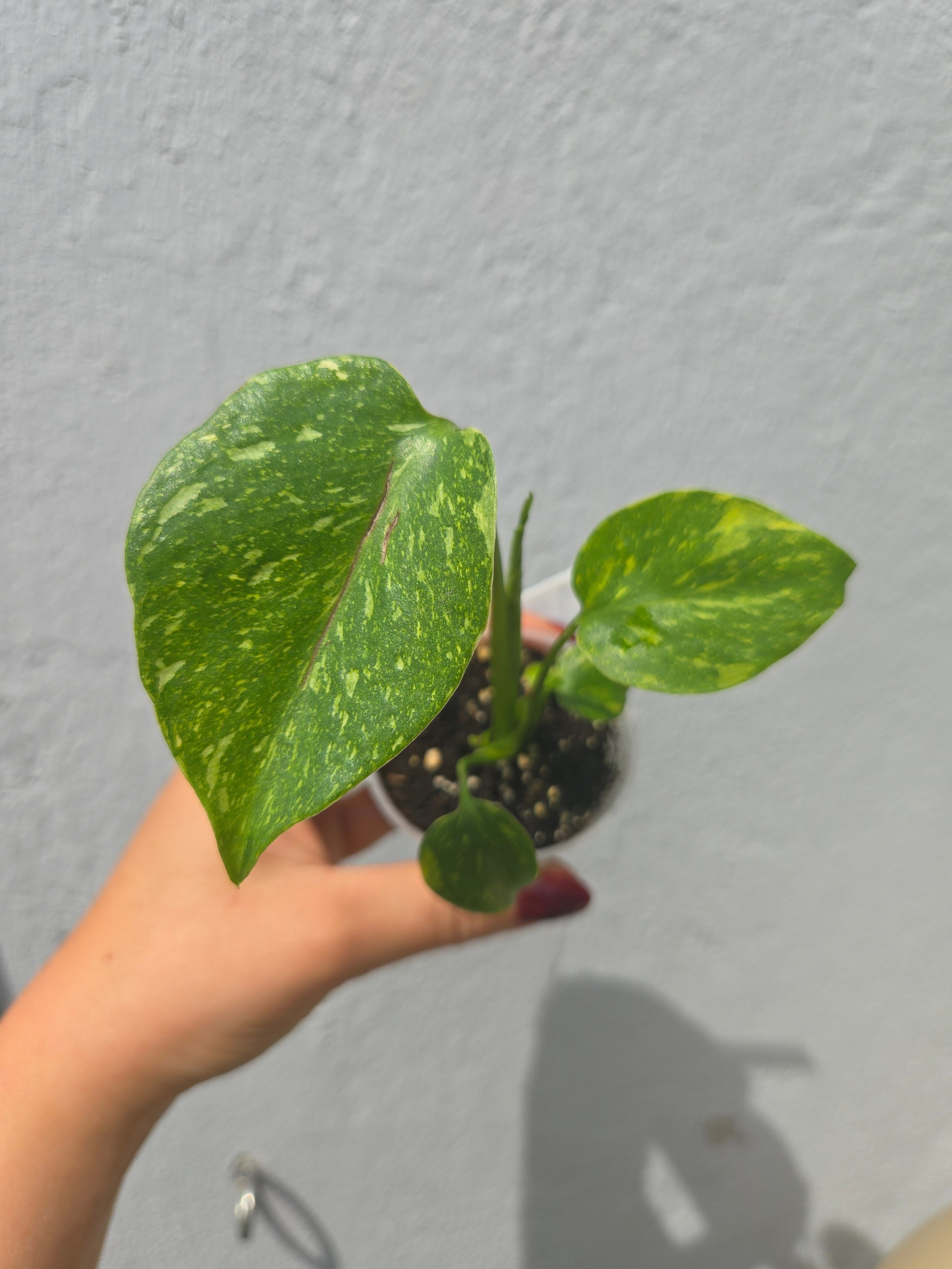Monstera Electrolight