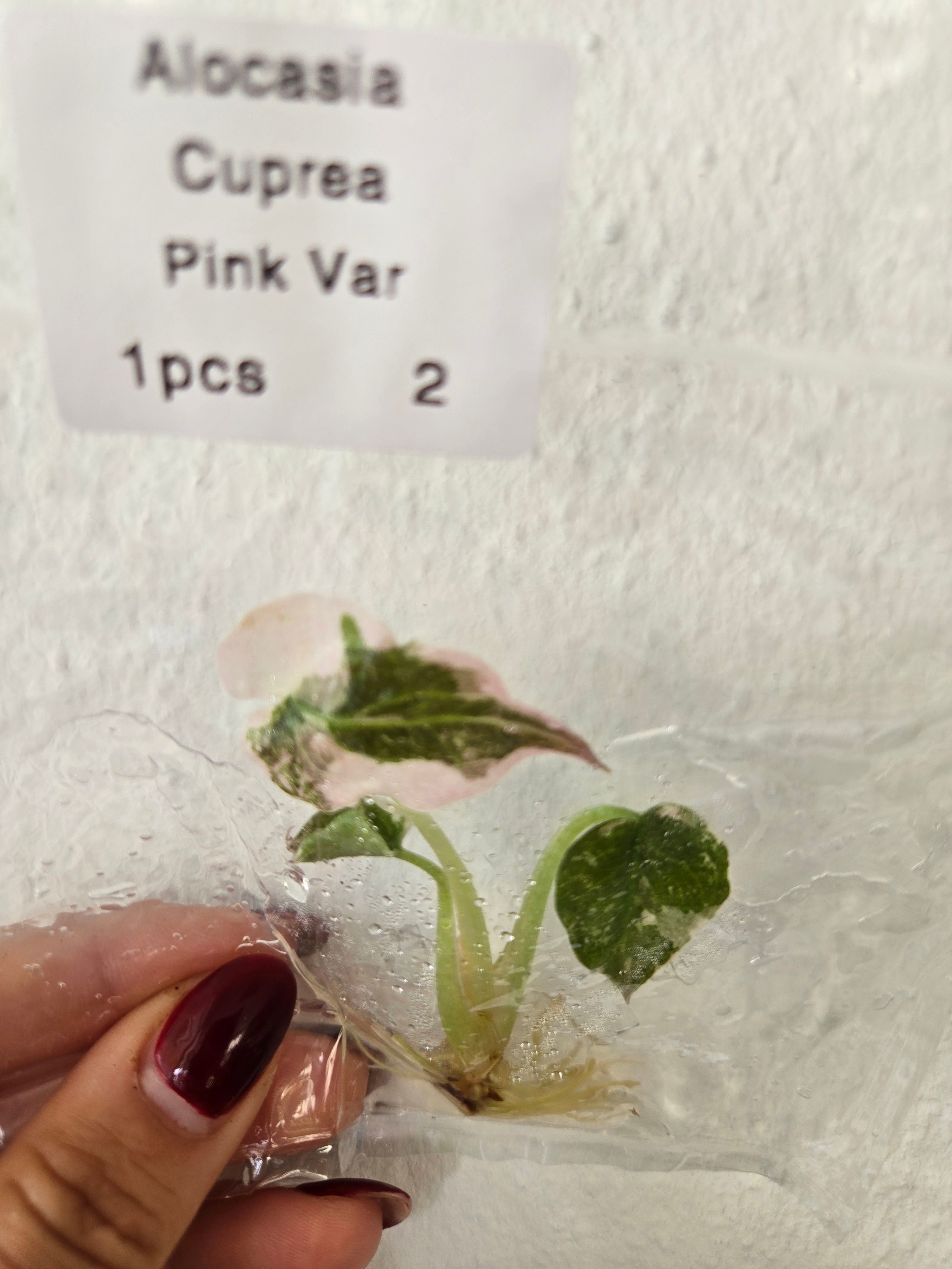 Alocasia Cuprea Pink Variegata - TC- Tissue Culture