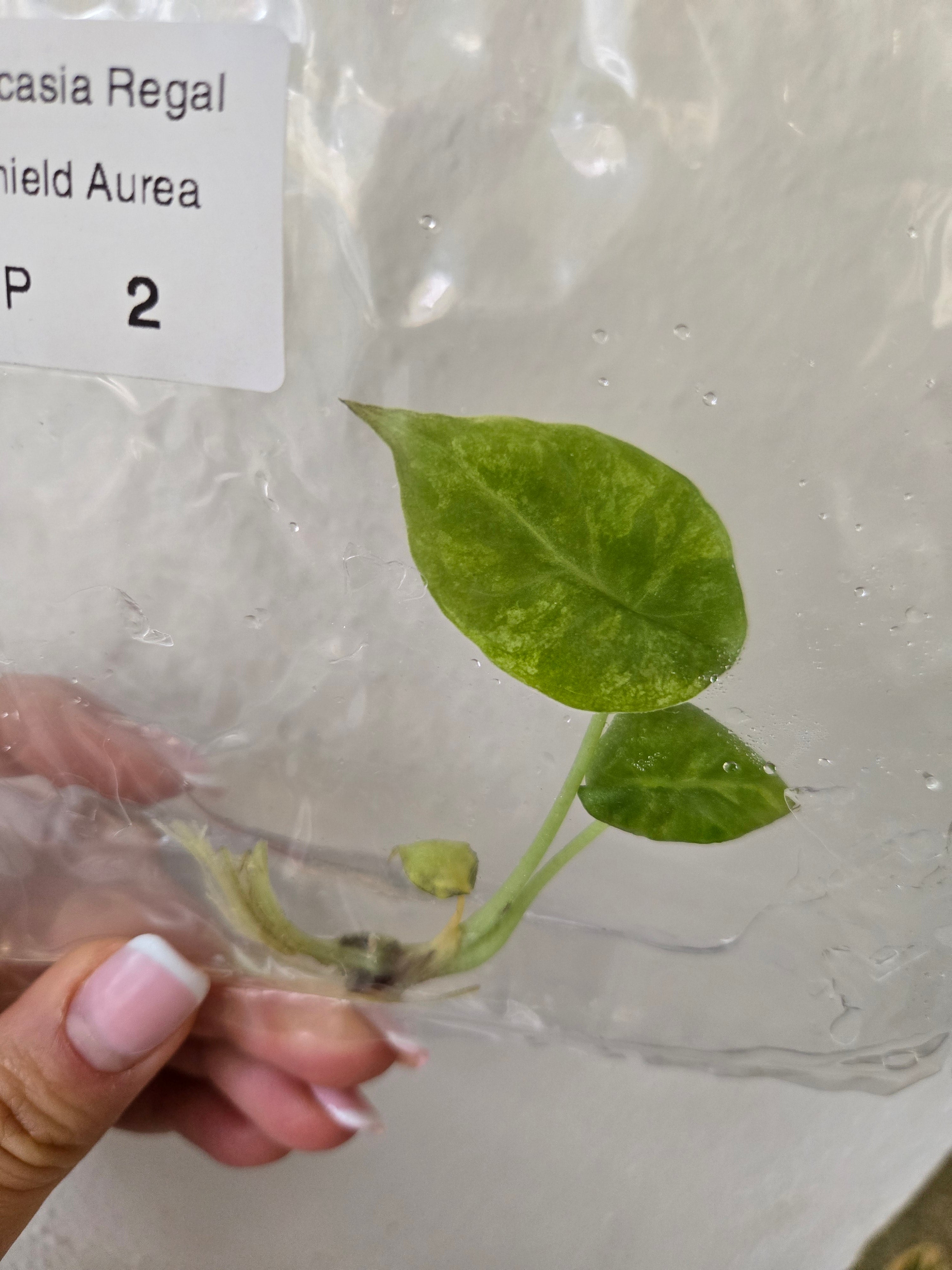 Alocasia Regale Shield Aurea - TC-