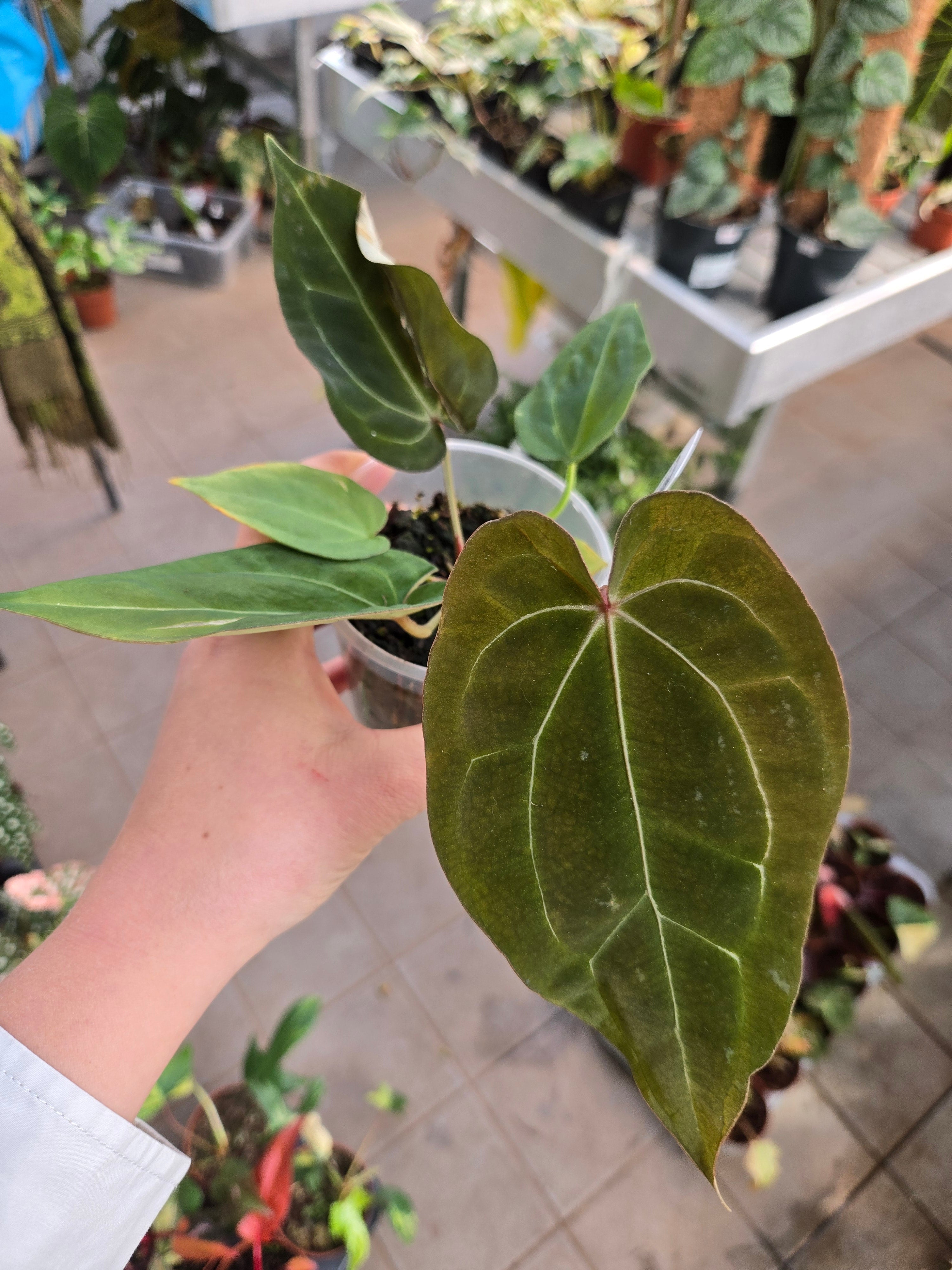 Anthurium (Red Spider x Forgetii) x (Black Widow x RVC)