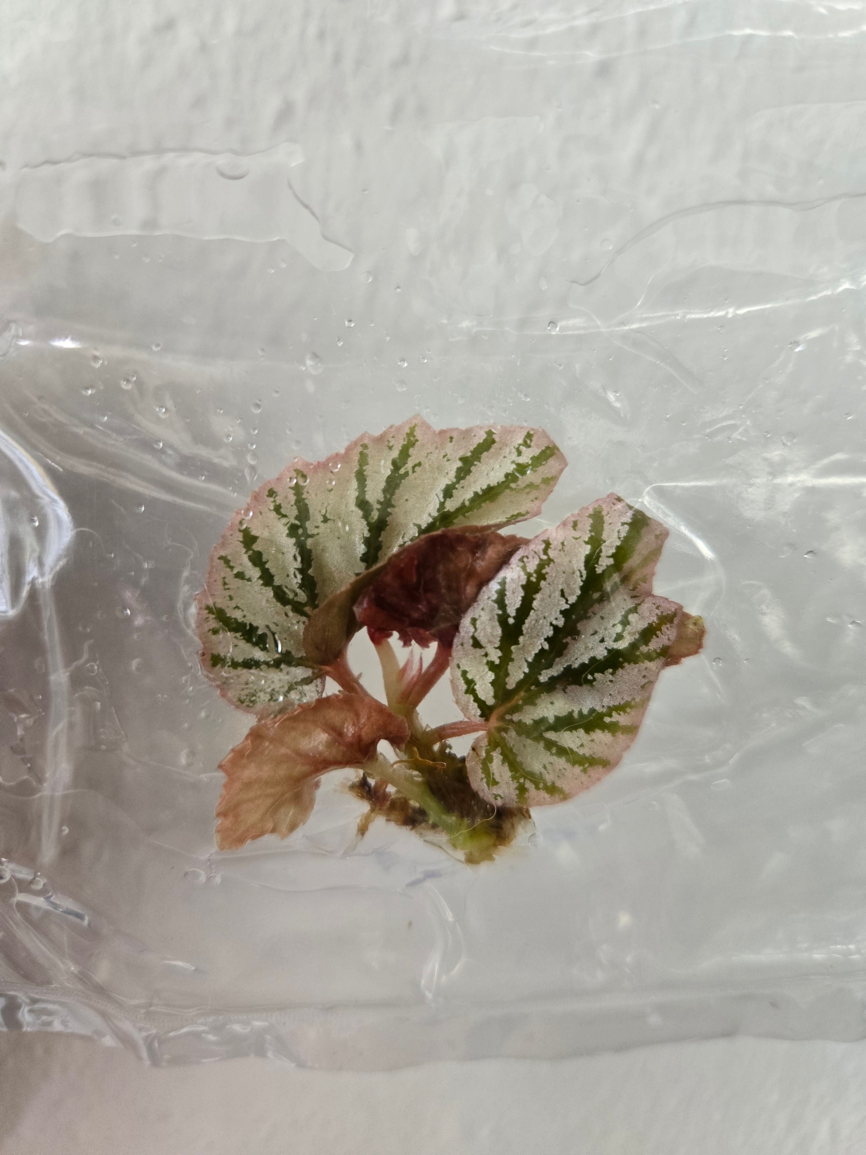 Begonia Lamoon - TC