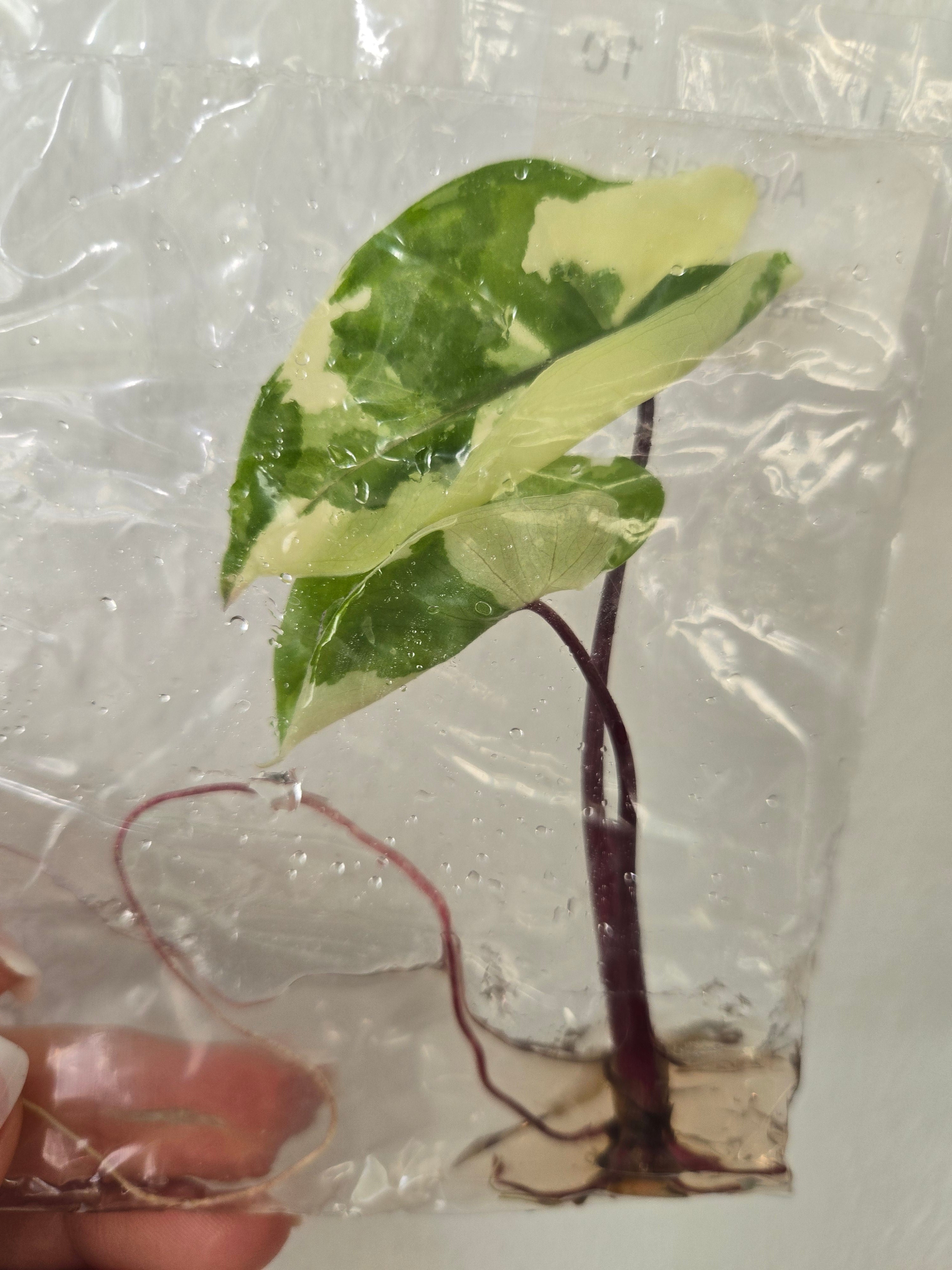 Alocasia Black Stem Albo- TC