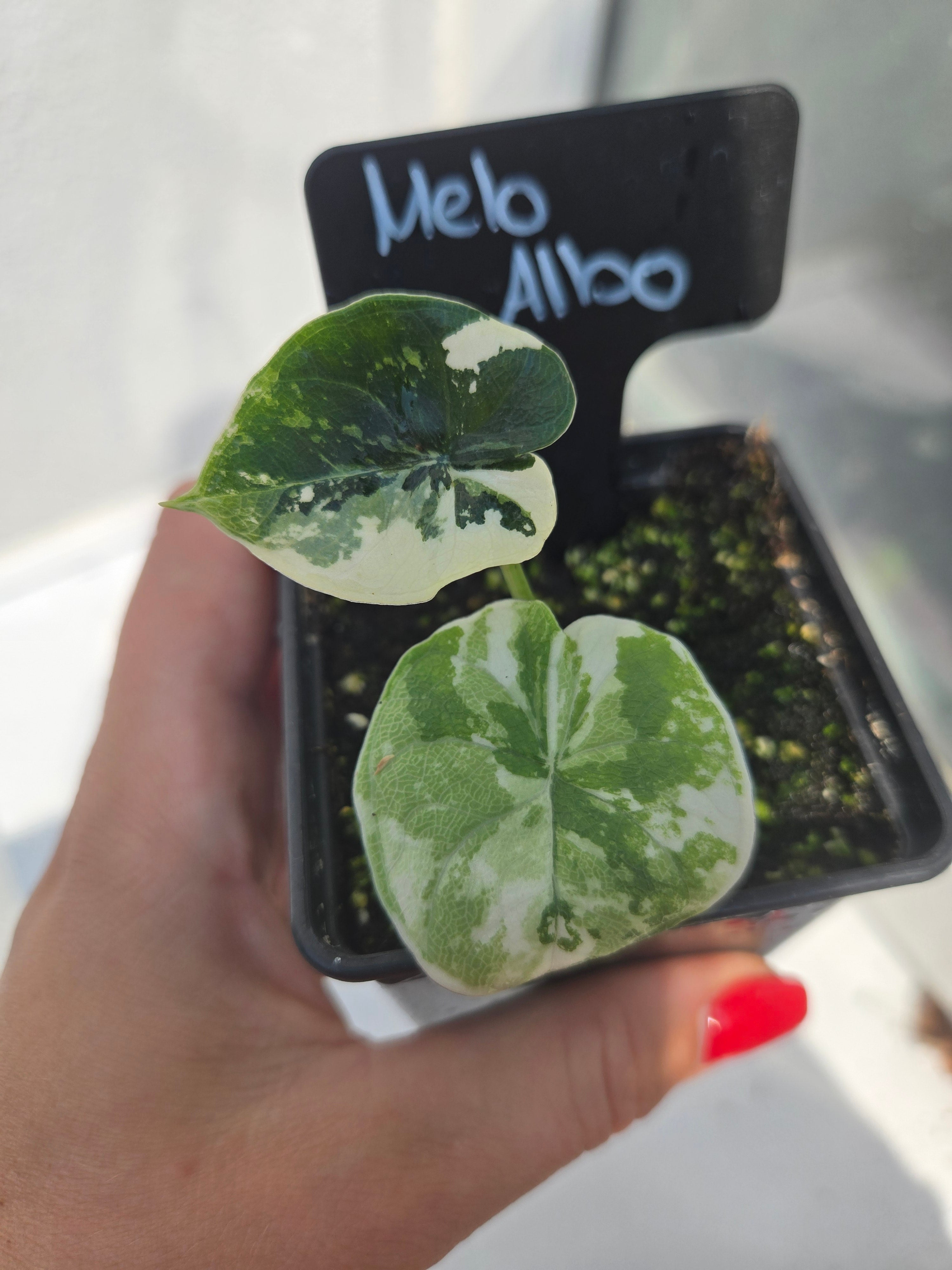 Alocasia Melo Albo