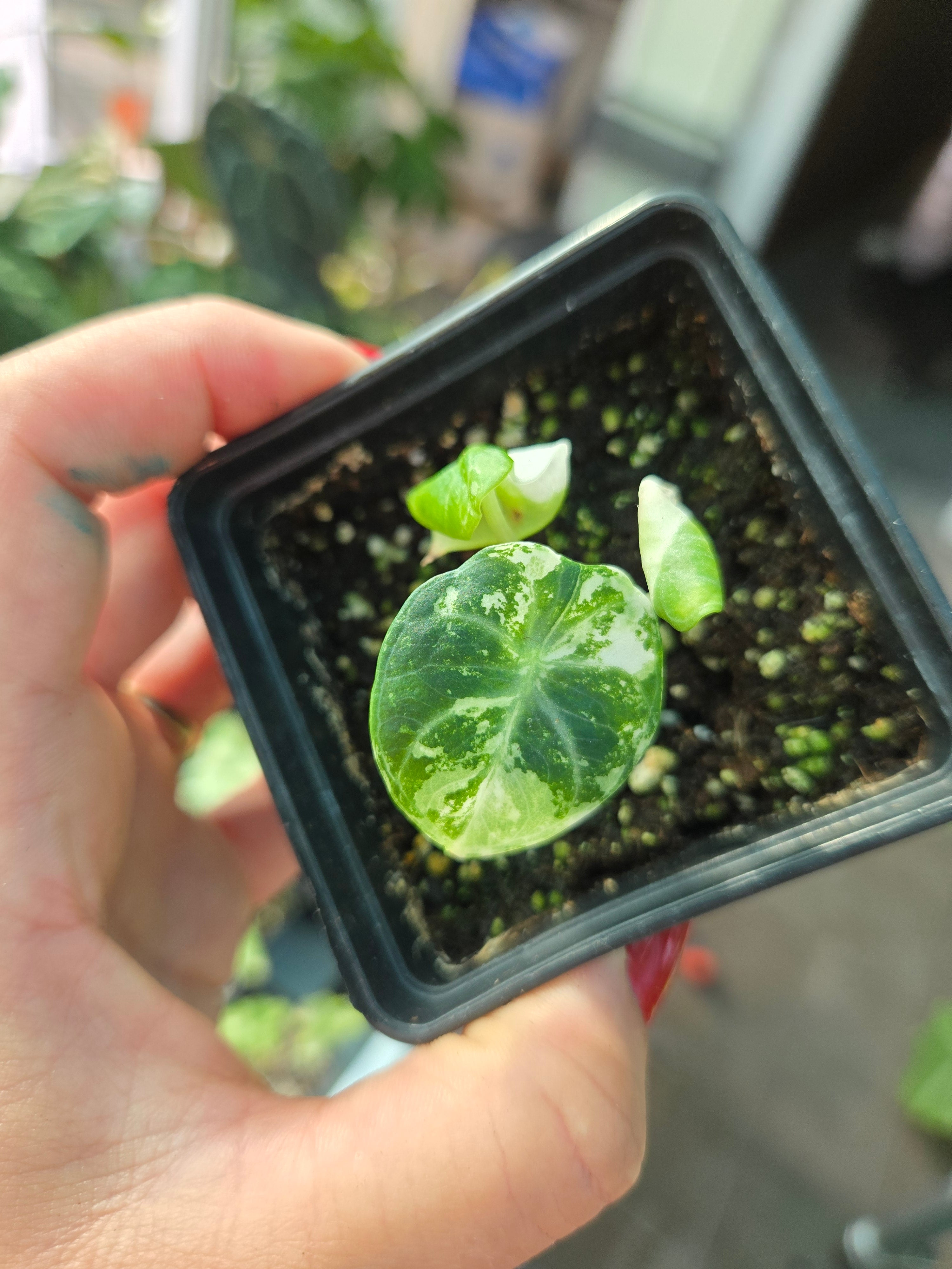 Alocasia Ninja Albo (echte)