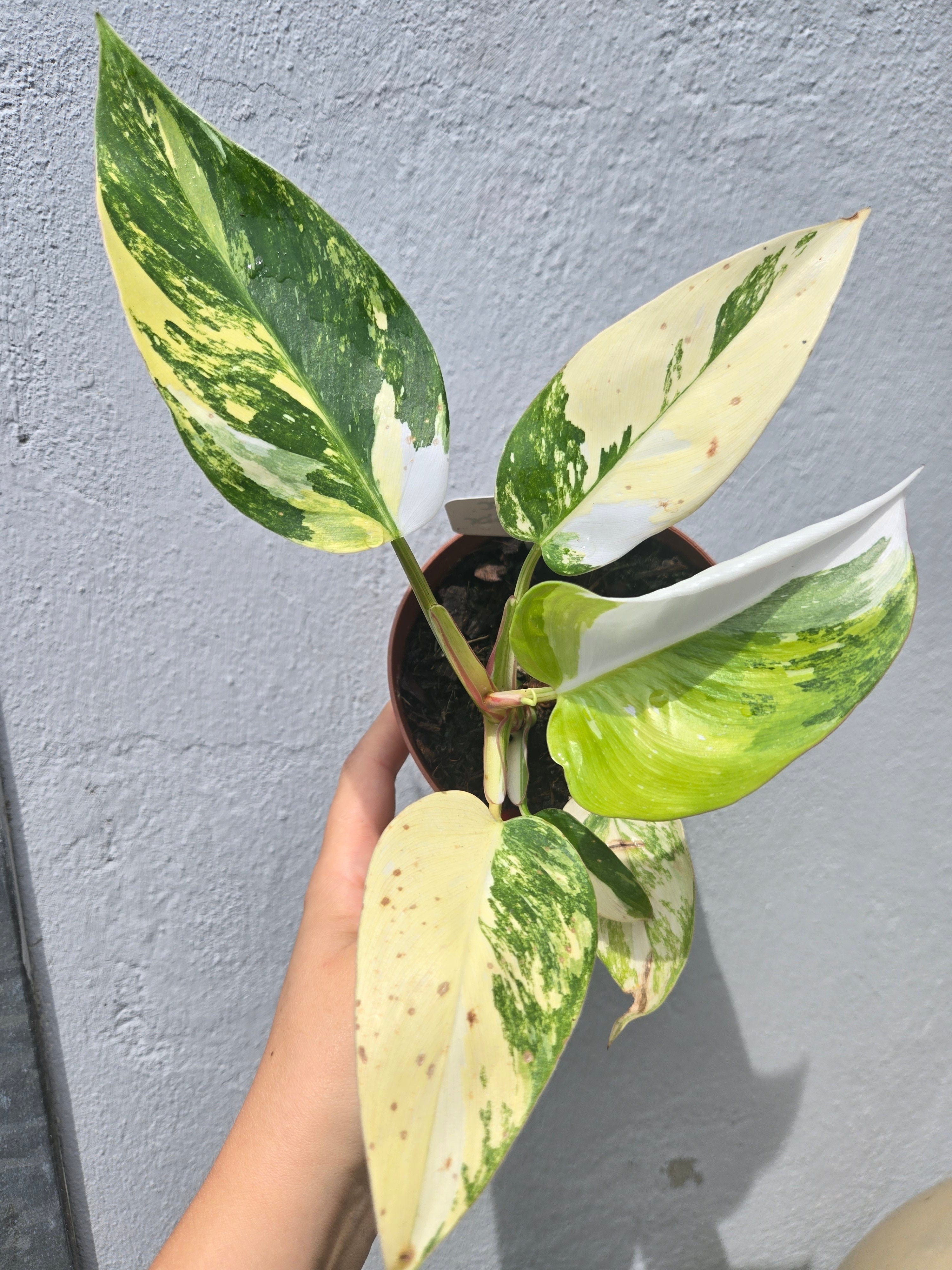 Philodendron White Princess Aurea (Real one, no fresh Aurea)