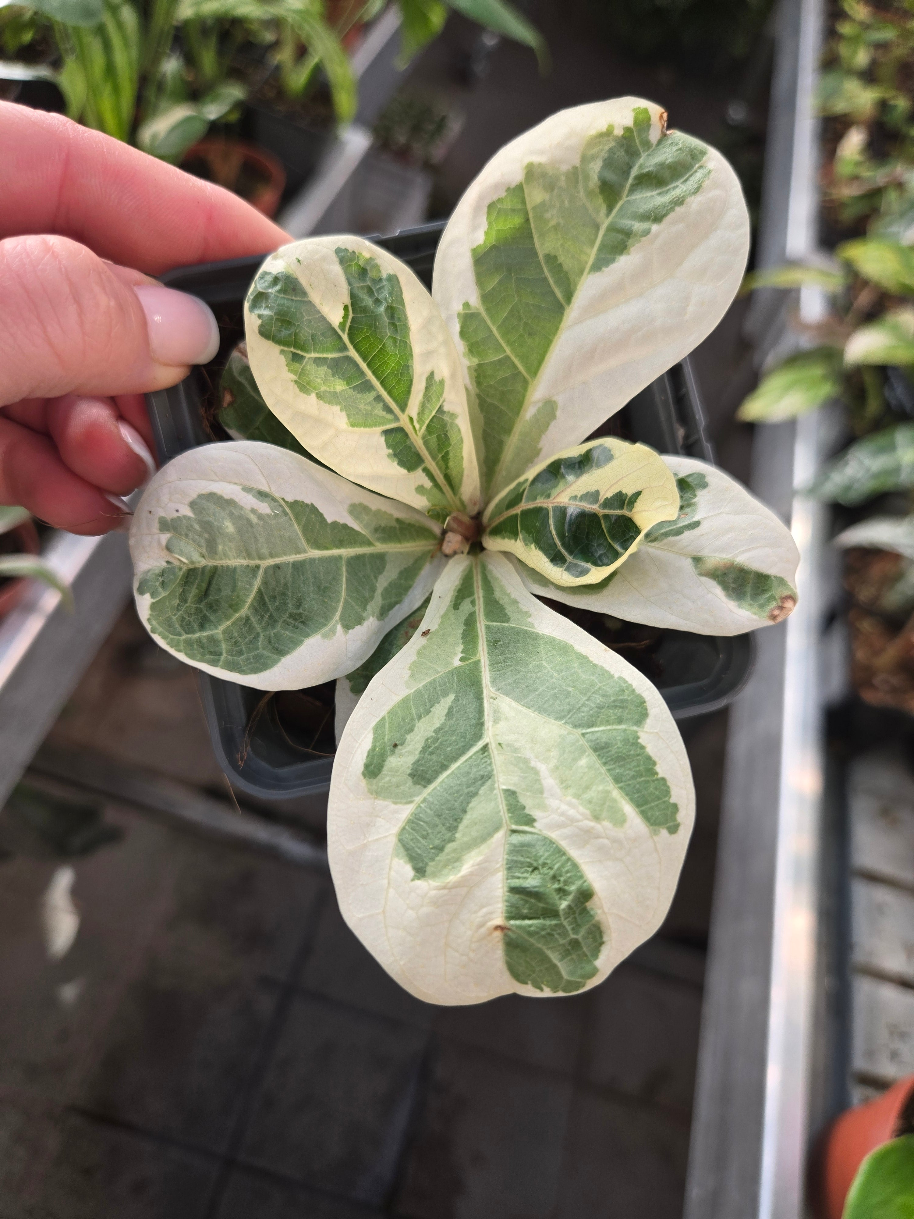 Ficus lyrata Variegata