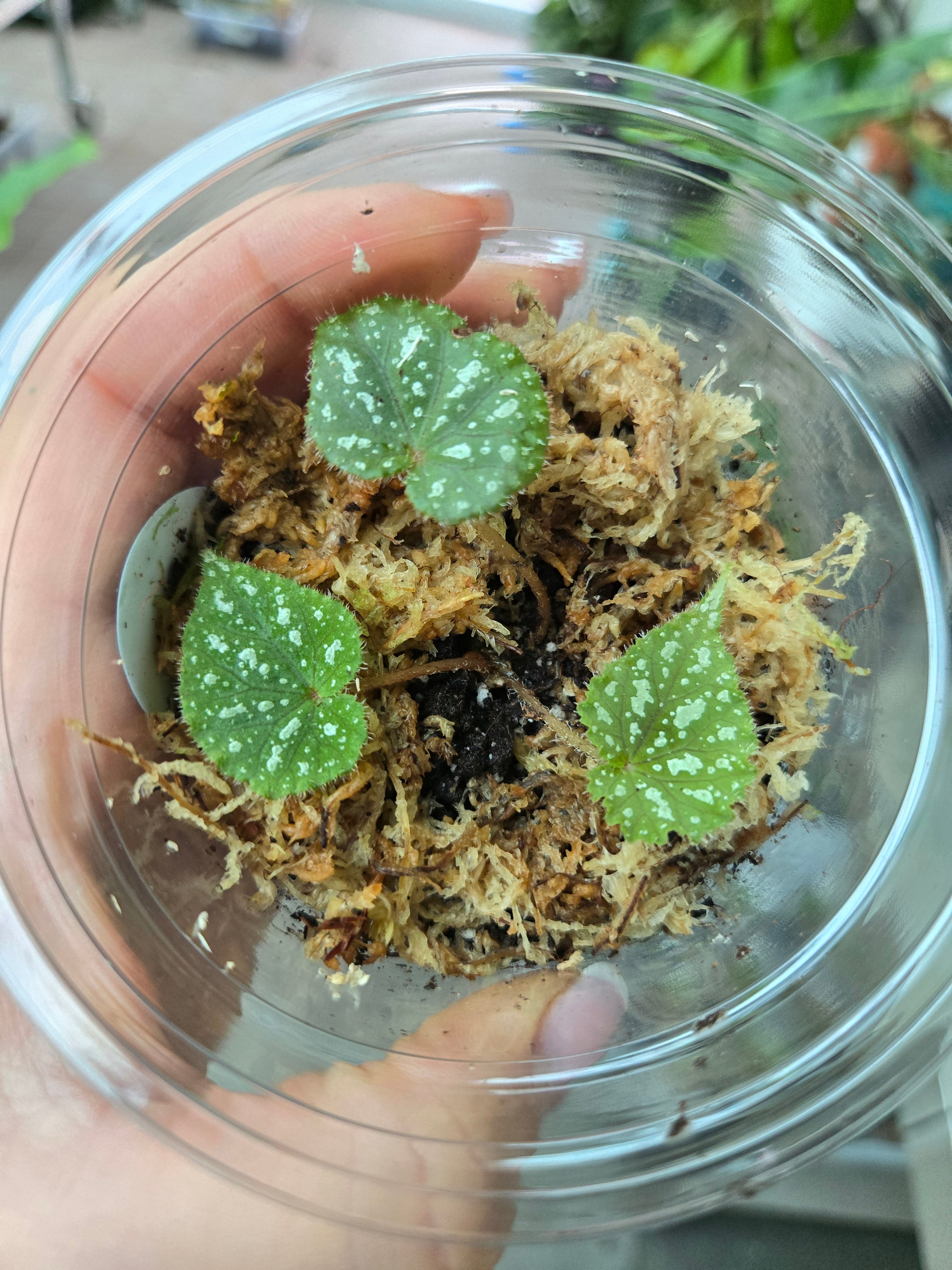 Begonia filiformis irmsch.