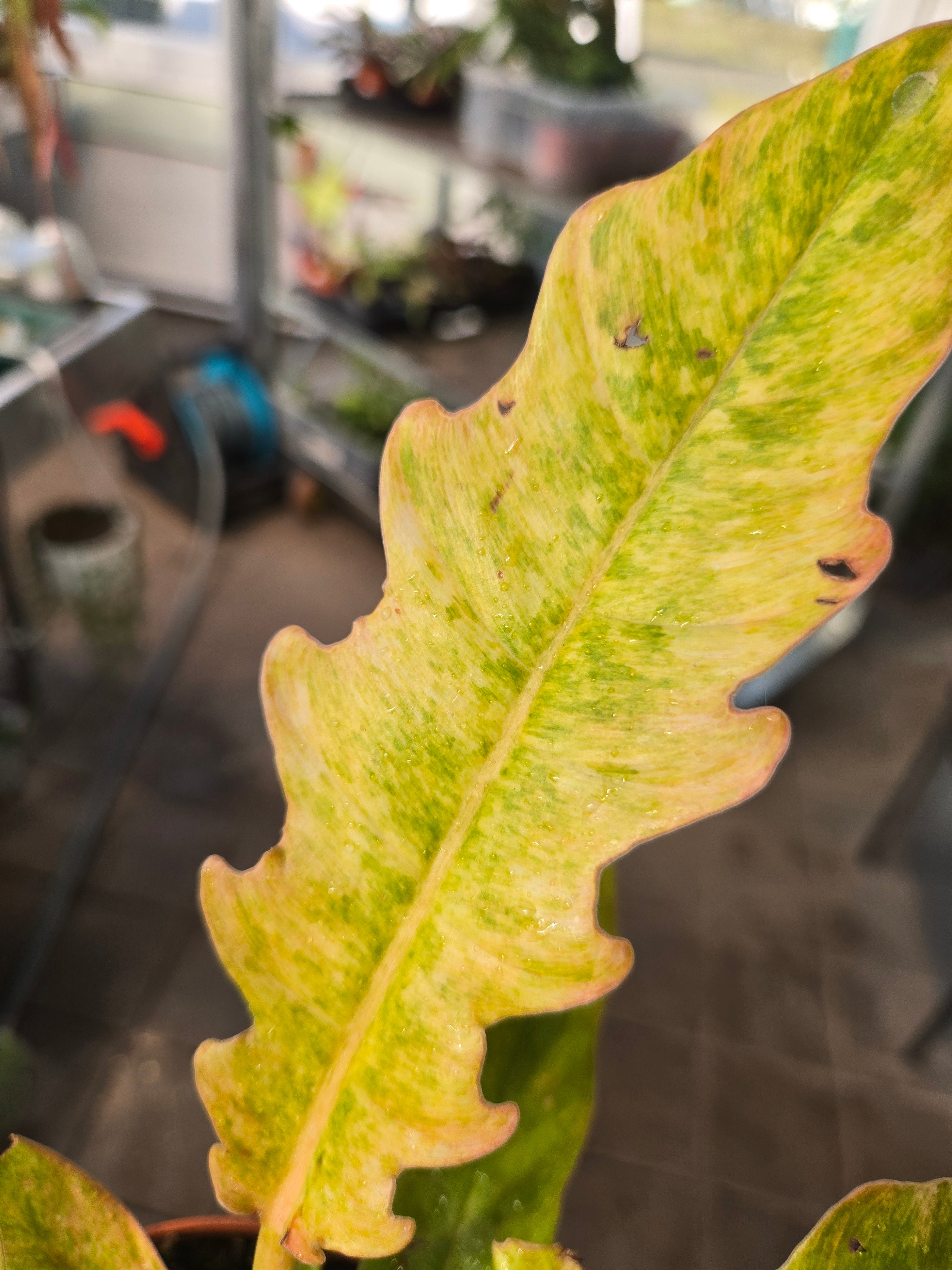 Philodendron Ring of Fire Mutation – MG Plants