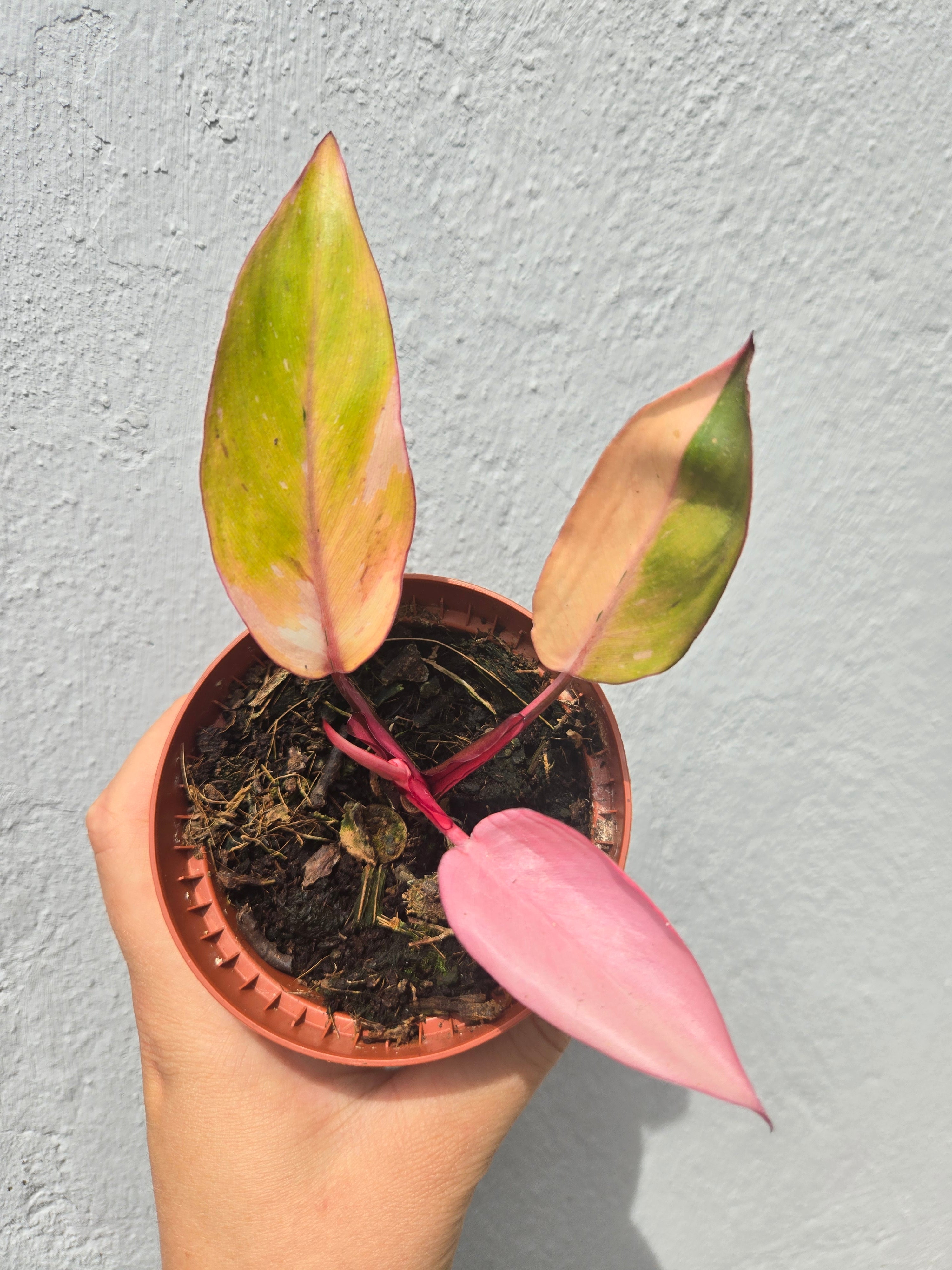 Philodendron Persimmon Princess