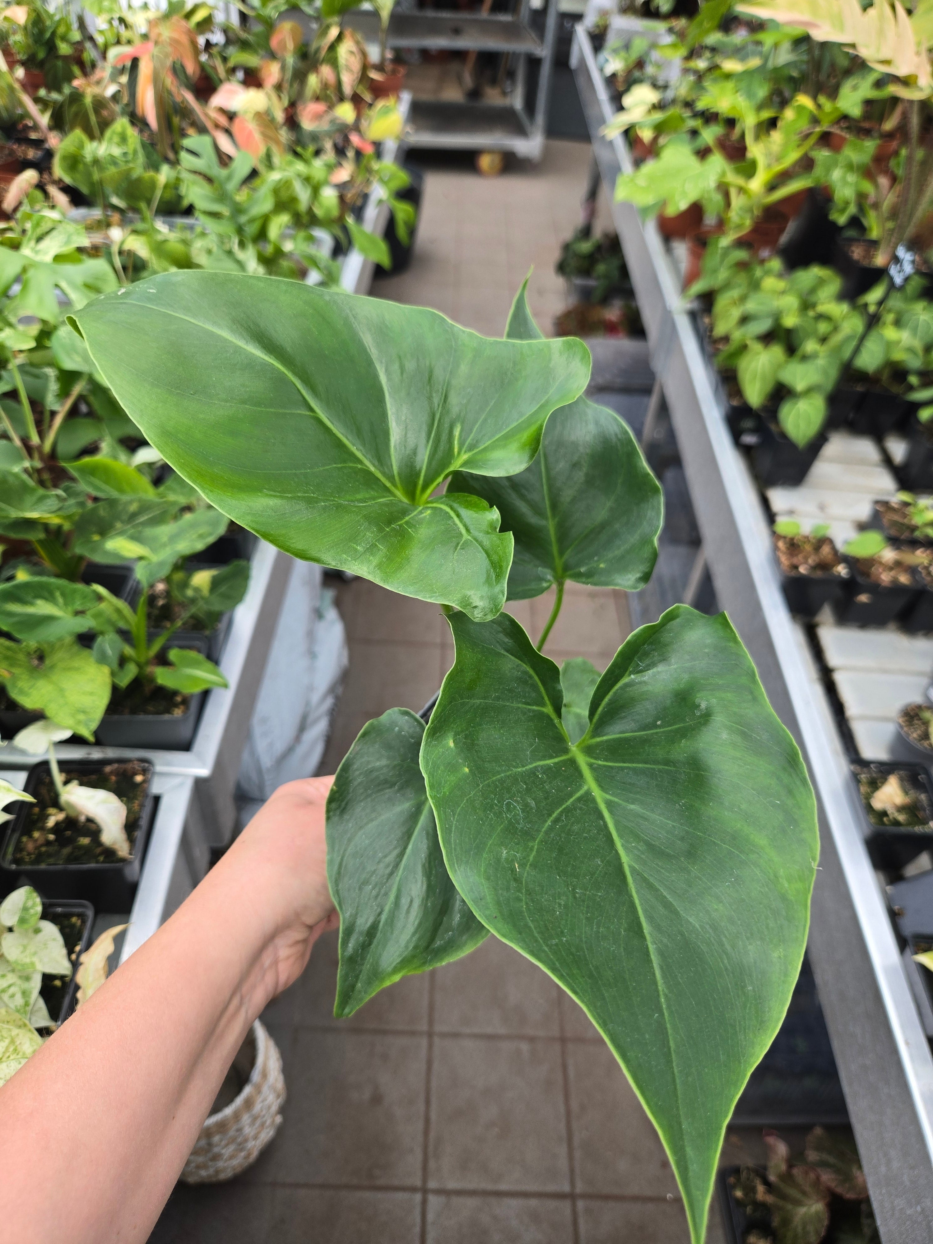 Philodendron African Fantasy