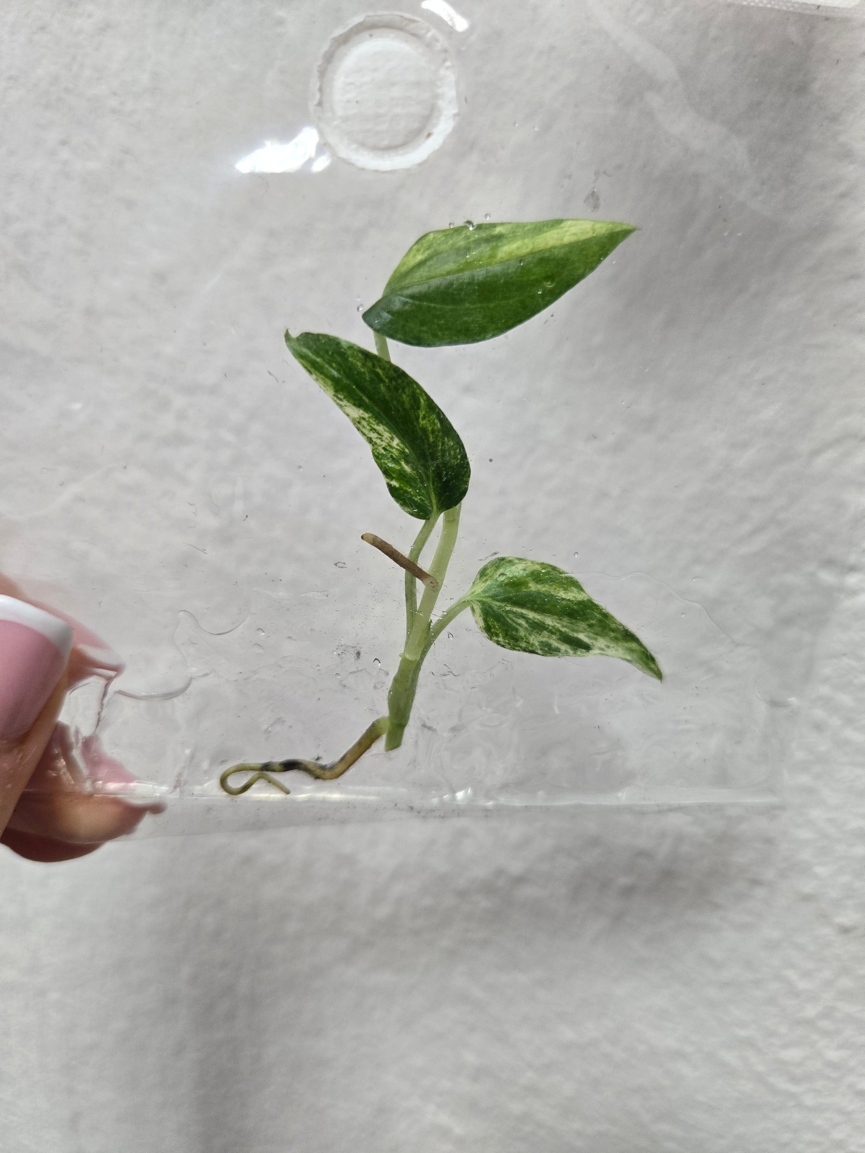 Amydrium Zippelianum Variegata