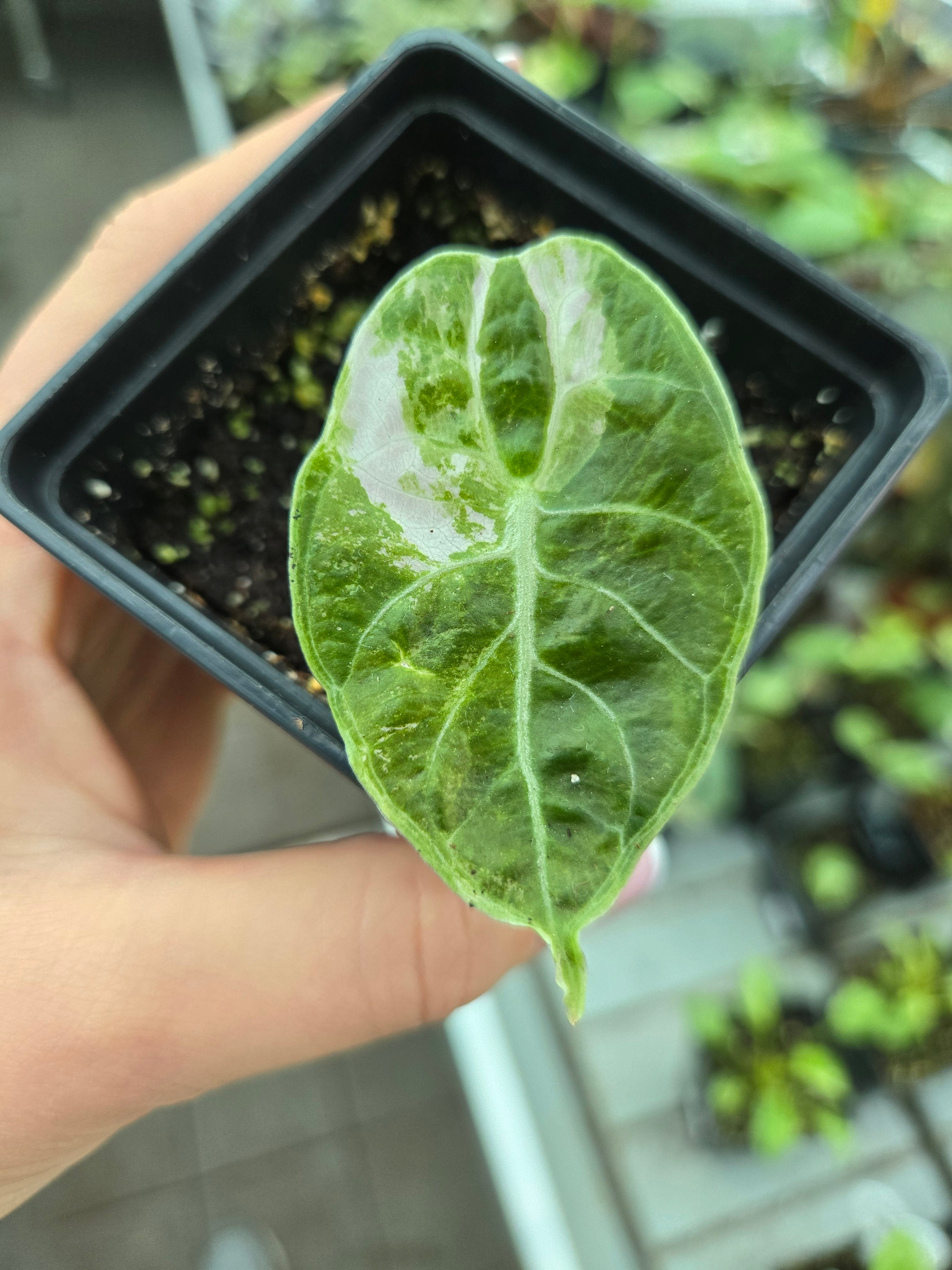 Alocasia Pride of Curup