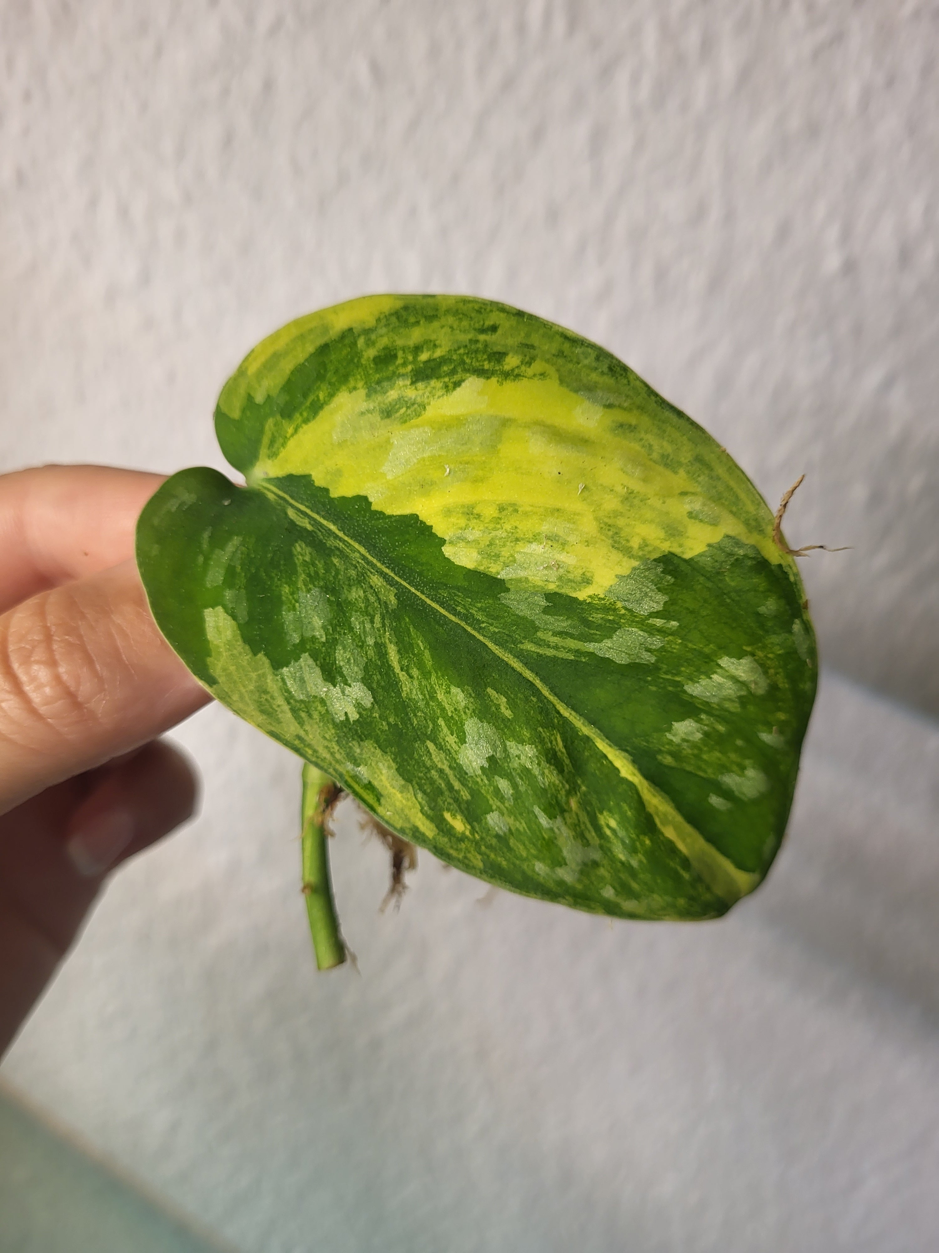 Scindapsus Exotica Mint Cutting