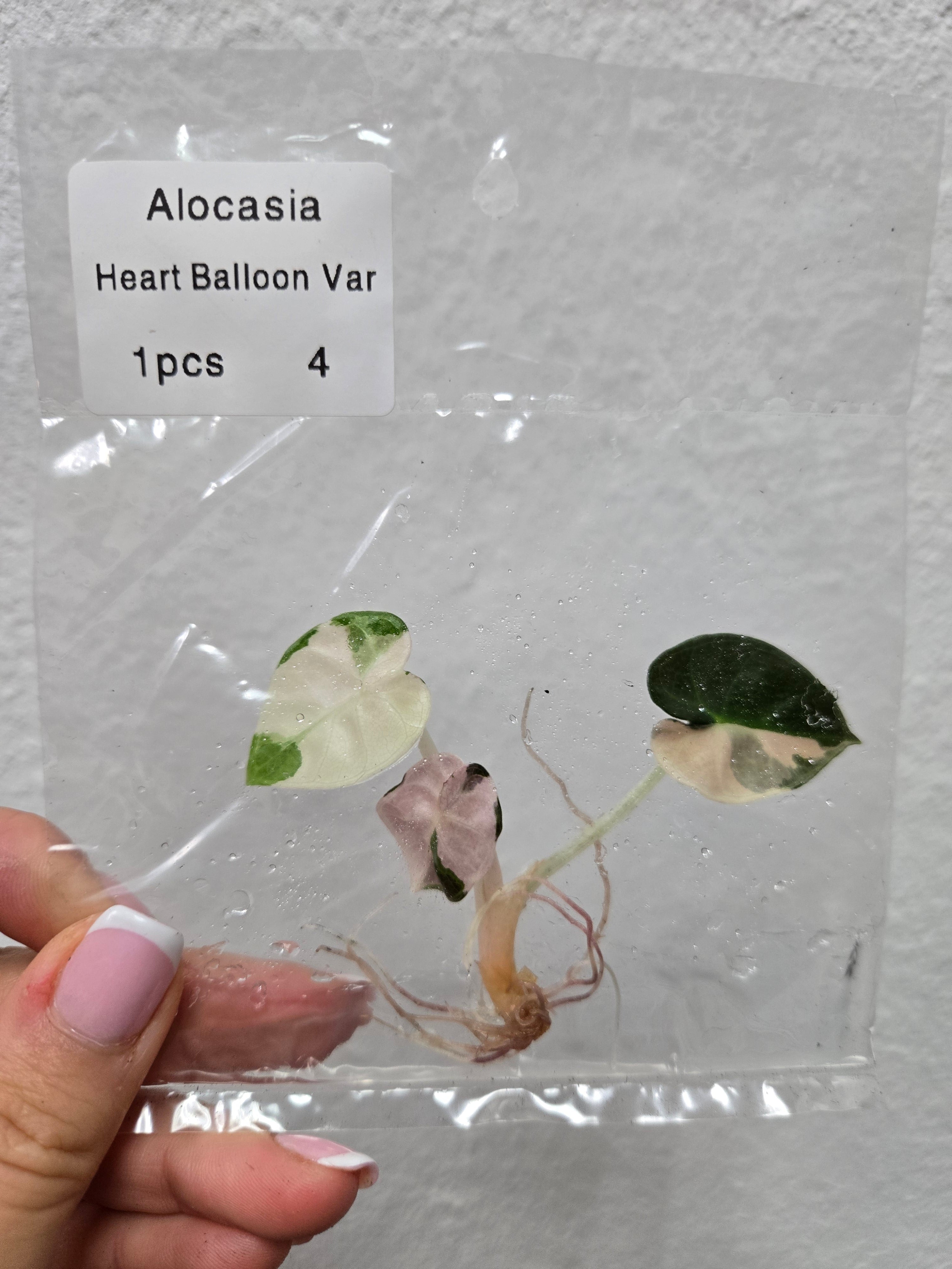 Alocasia Heart Balloon Variegated- Tissue Culture (TC)
