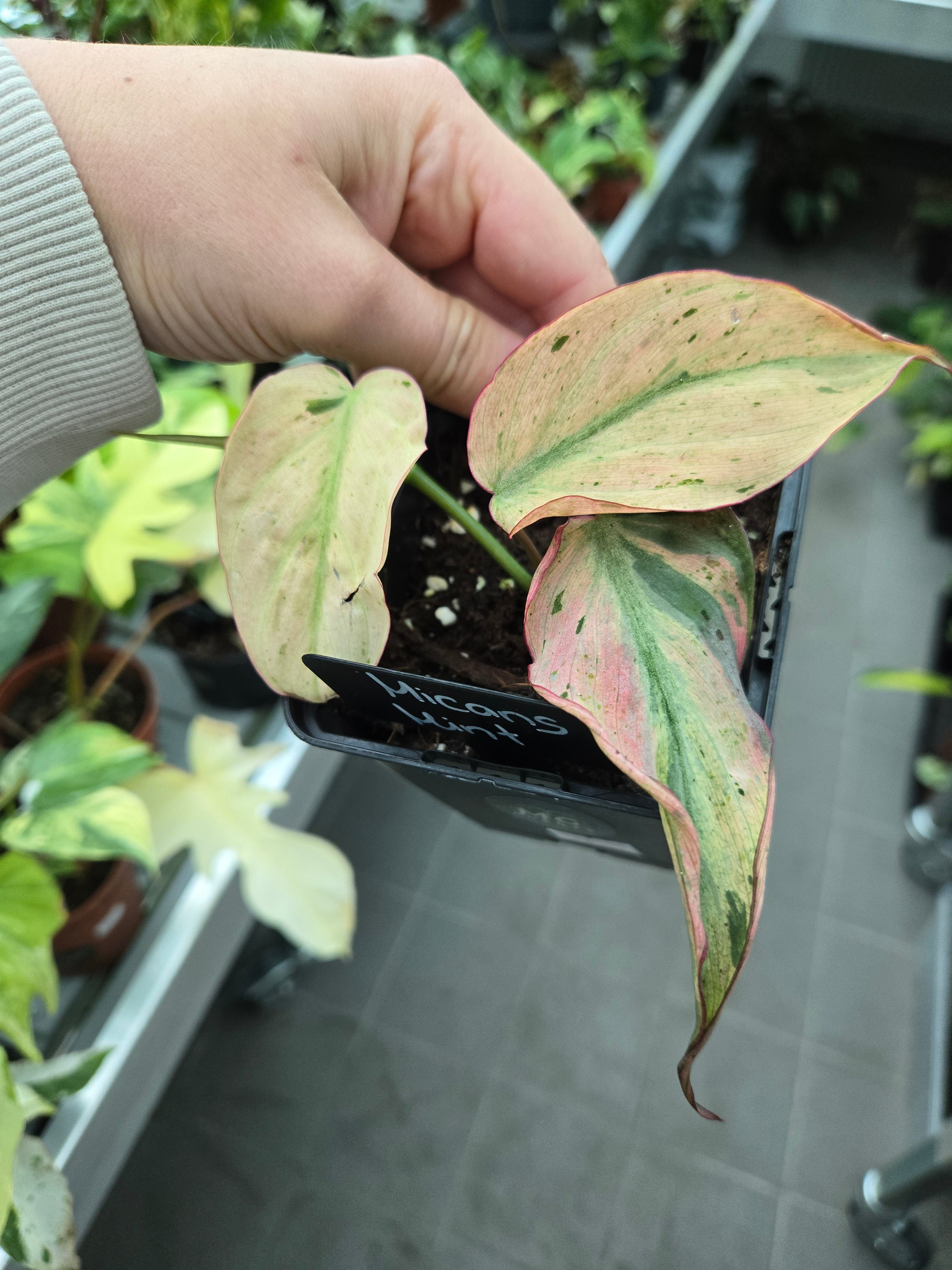 Philodendron Micans Mint