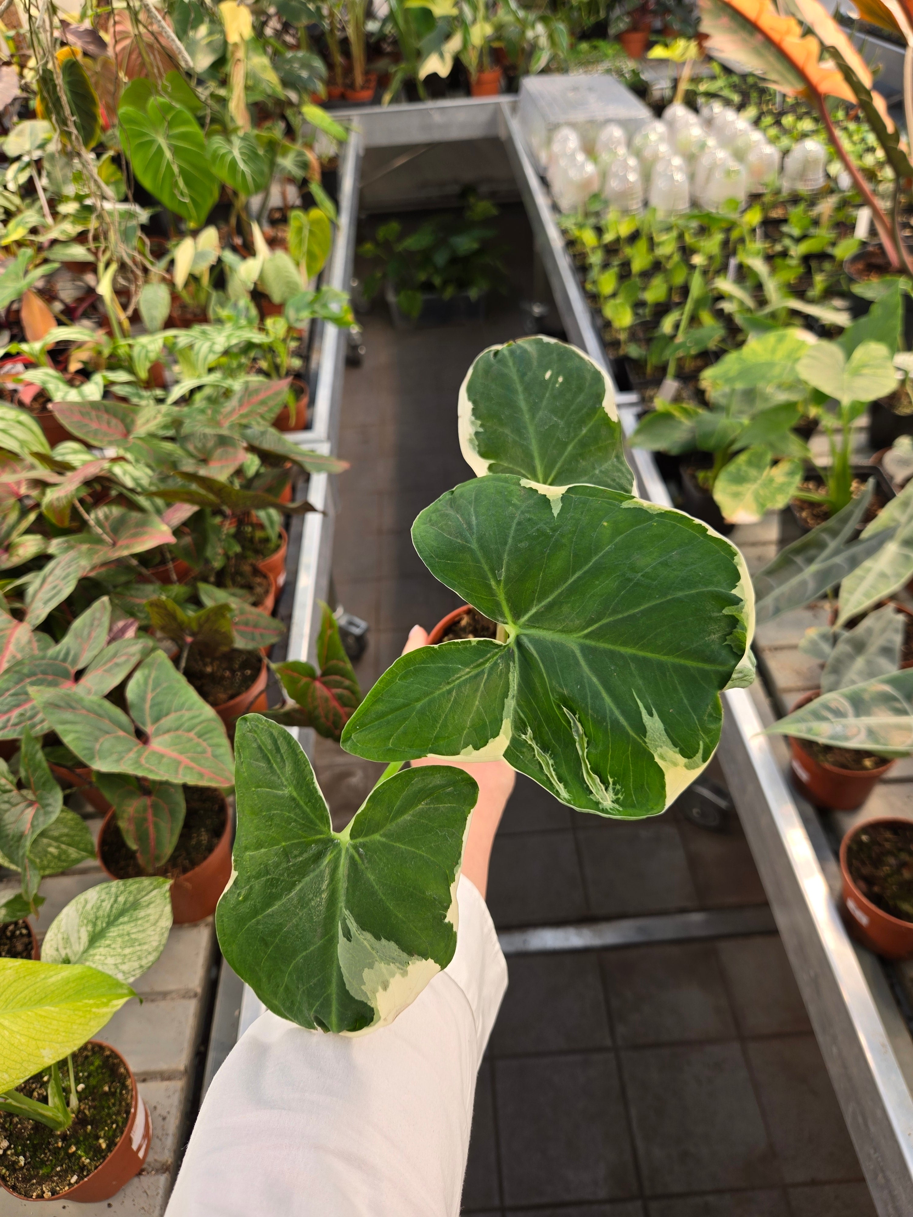 Alocasia Mickey Mous