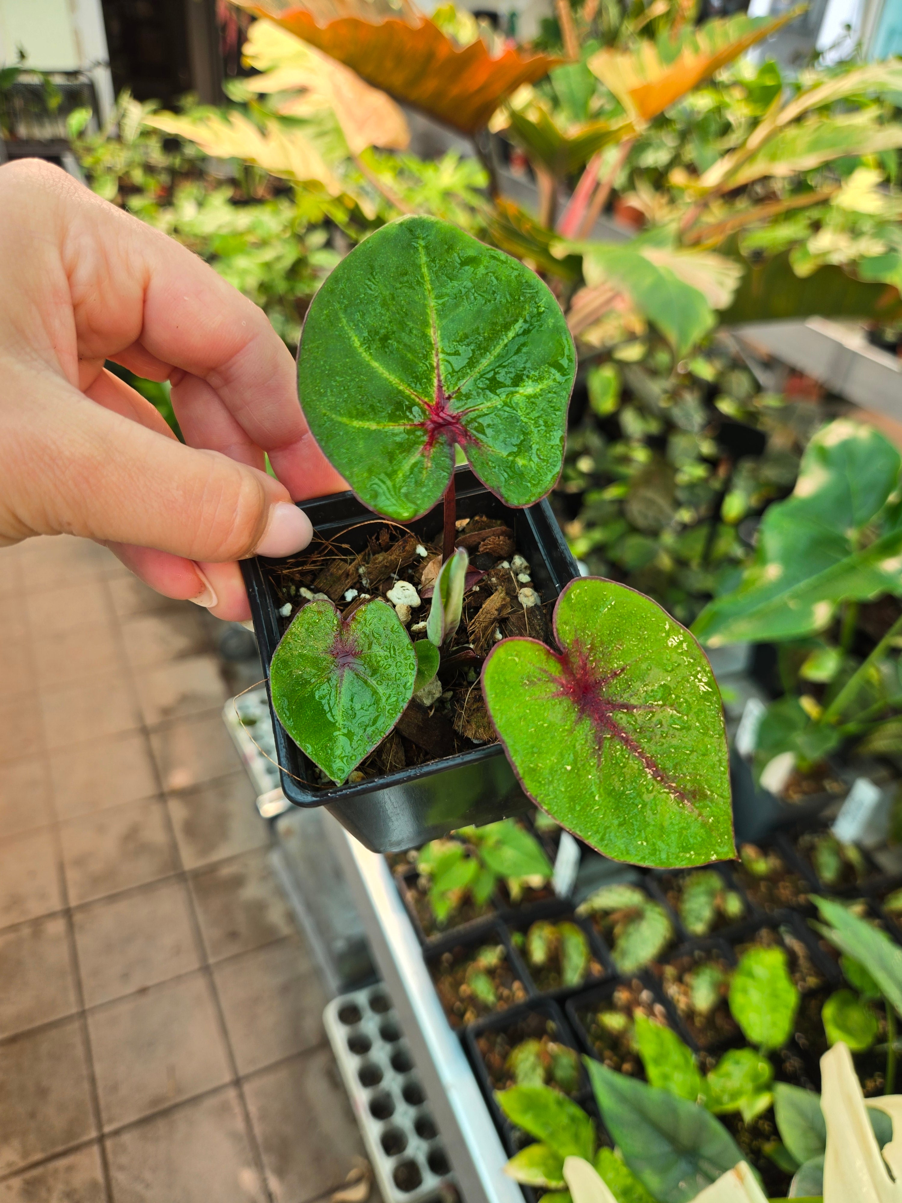 Caladium Haraba