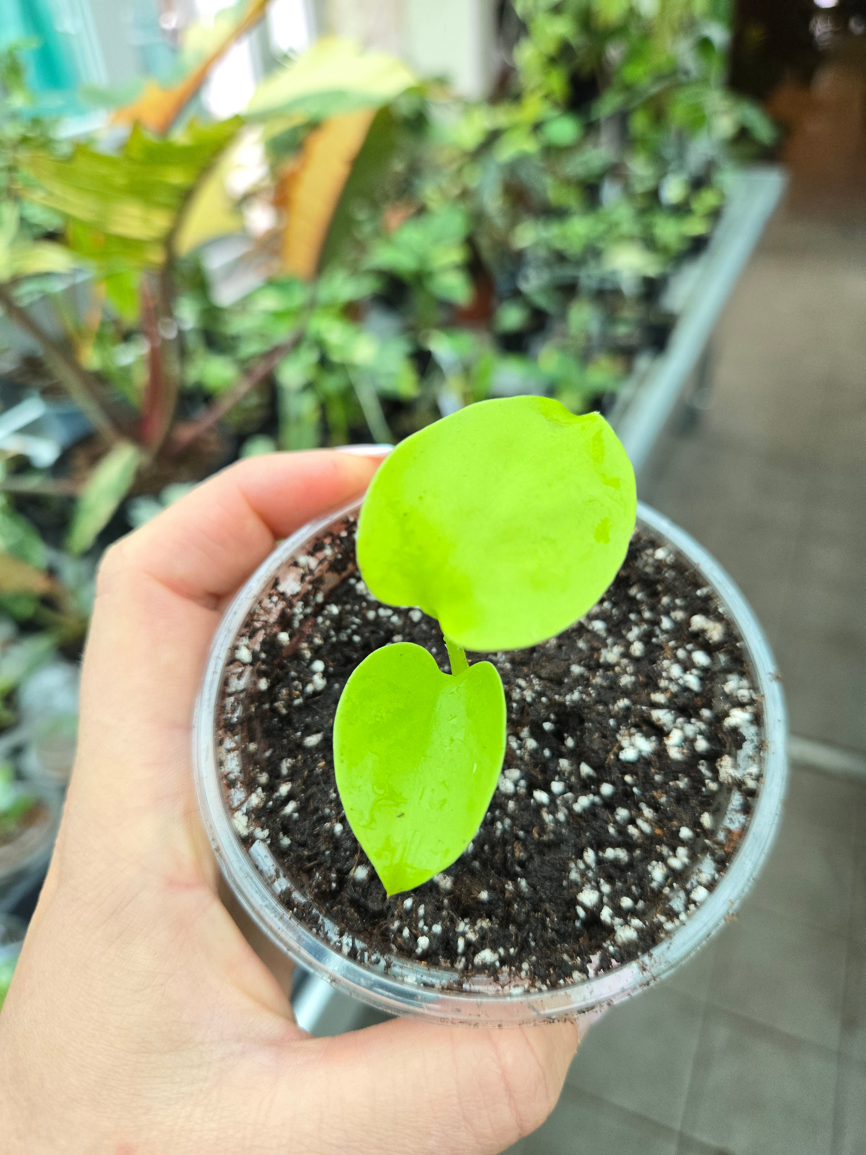 Monstera Lemon Lime
