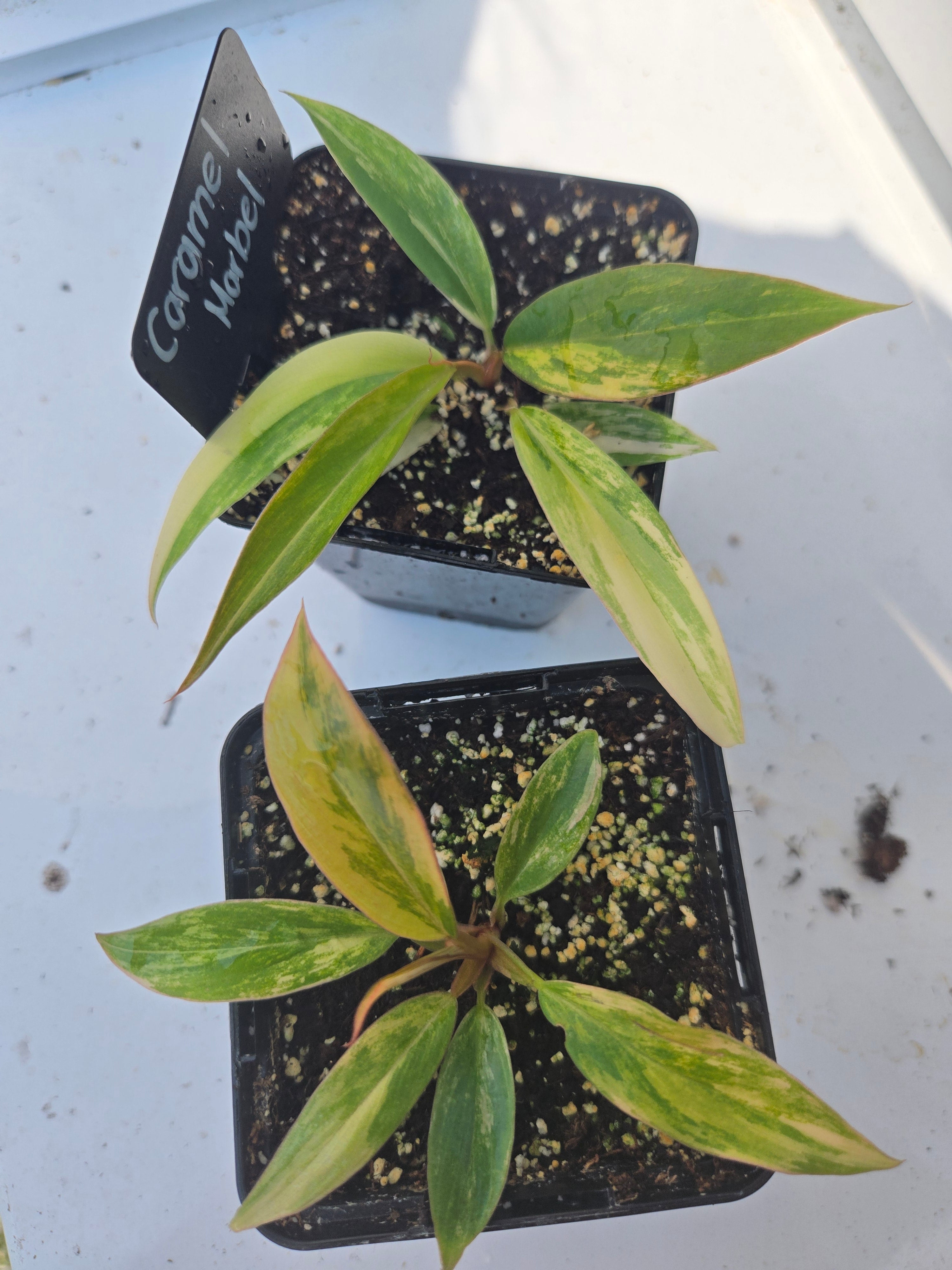 Philodendron Caramel Mable
