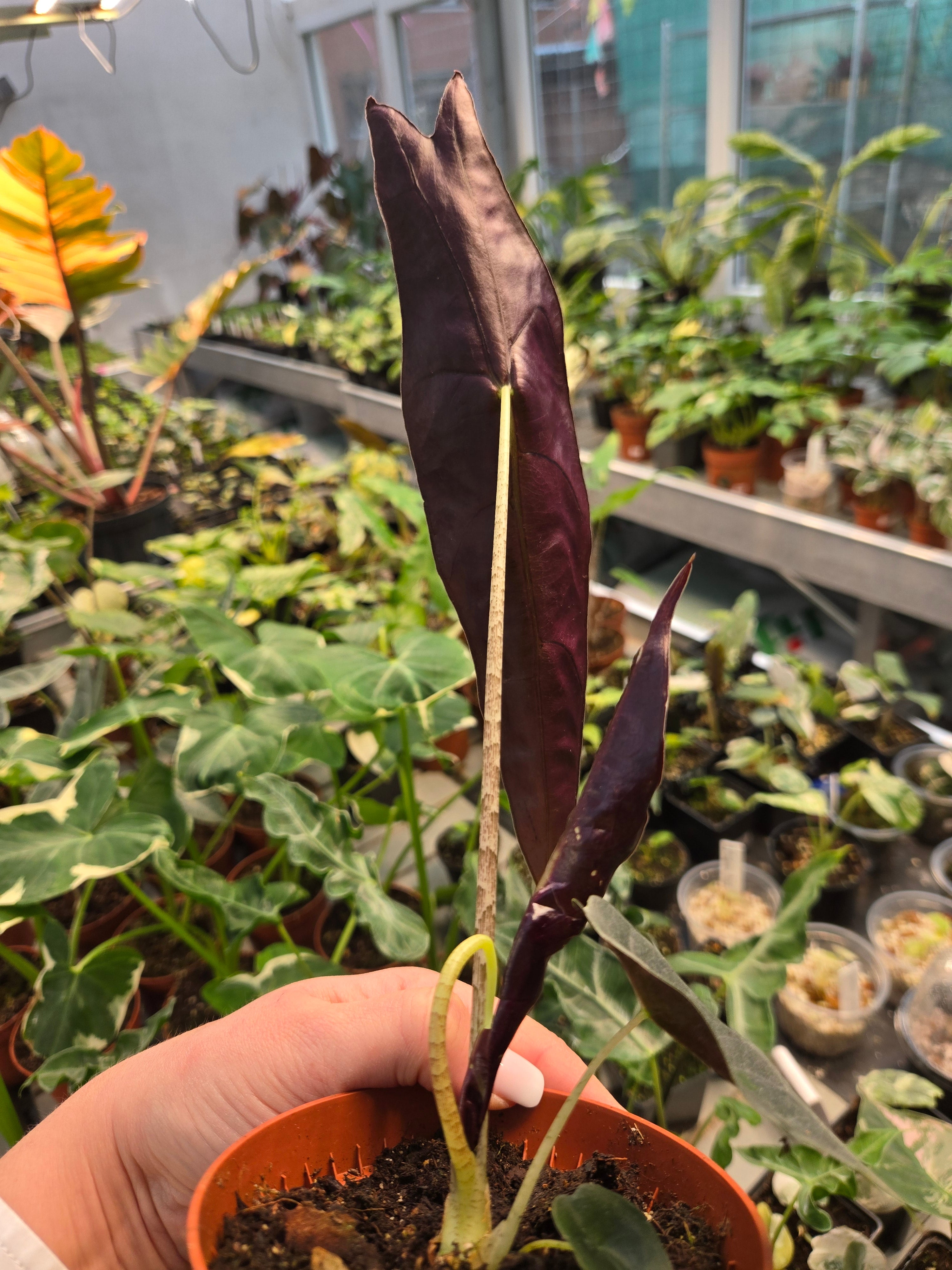 Alocasia Longiloba Purple