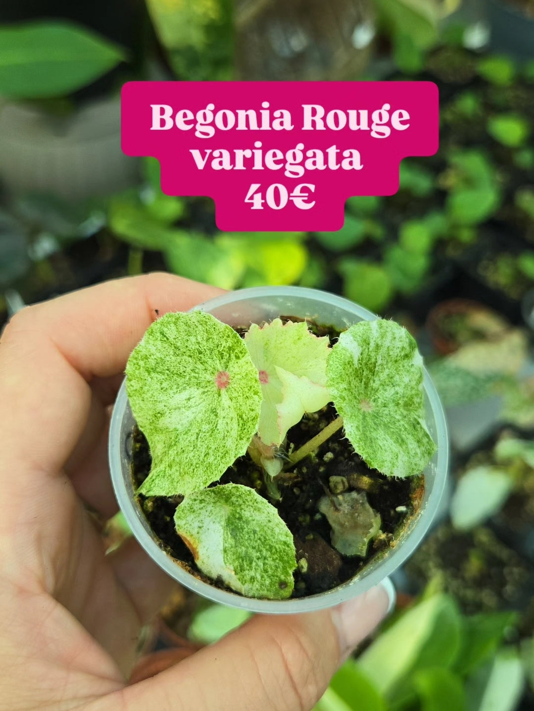 Begonia Rouge variegata