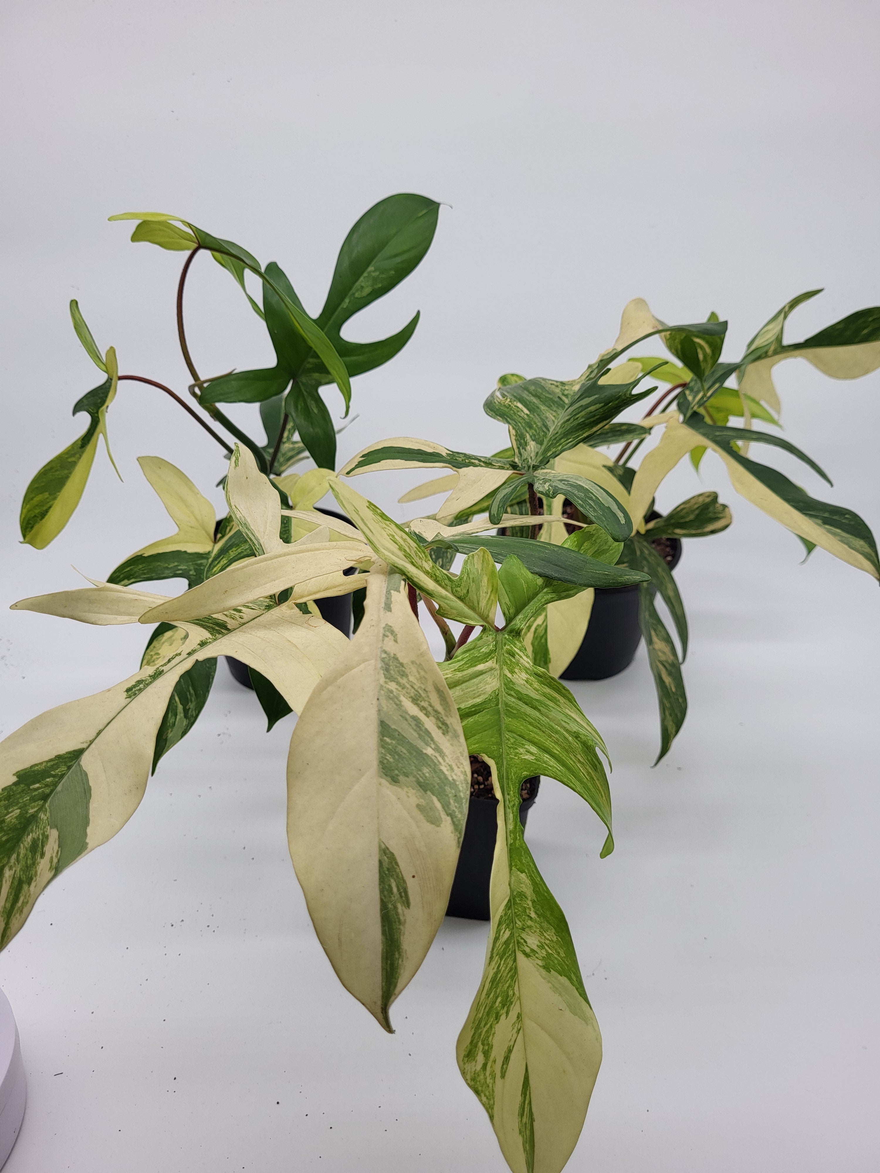 Philodendron Florida Beauty