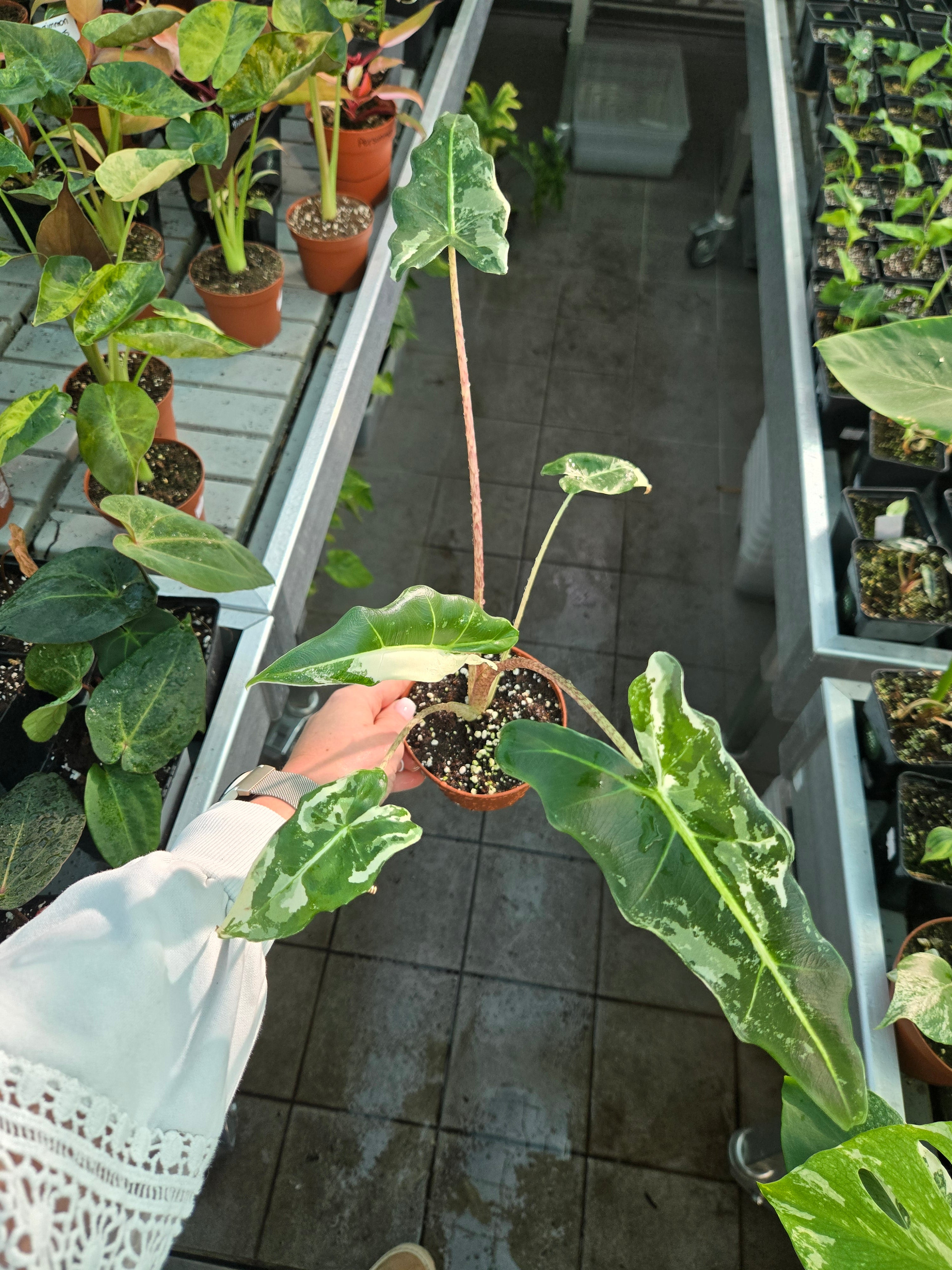 Alocasia Sarian Albo