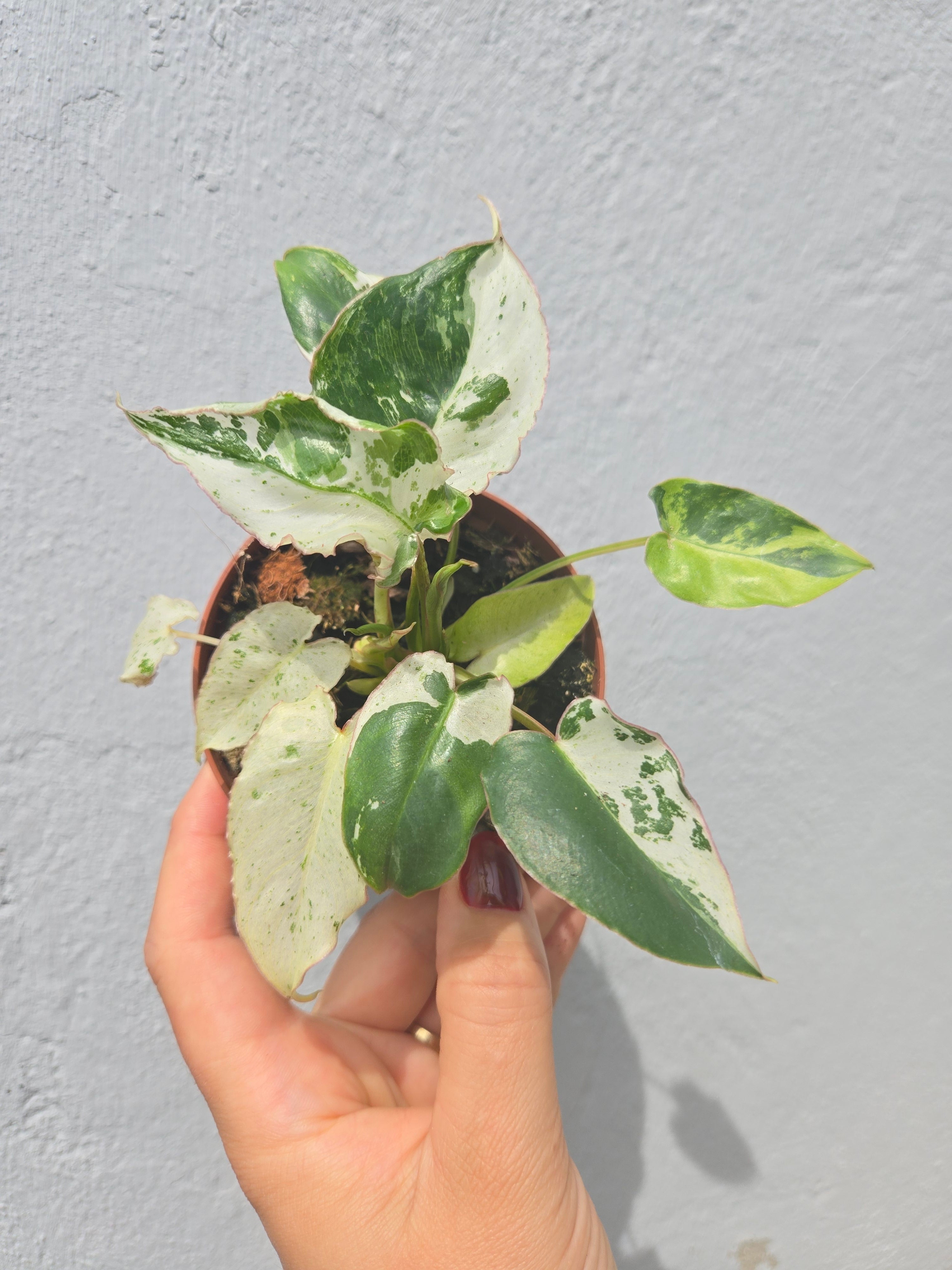 Philodendron Burlemarx Snow White