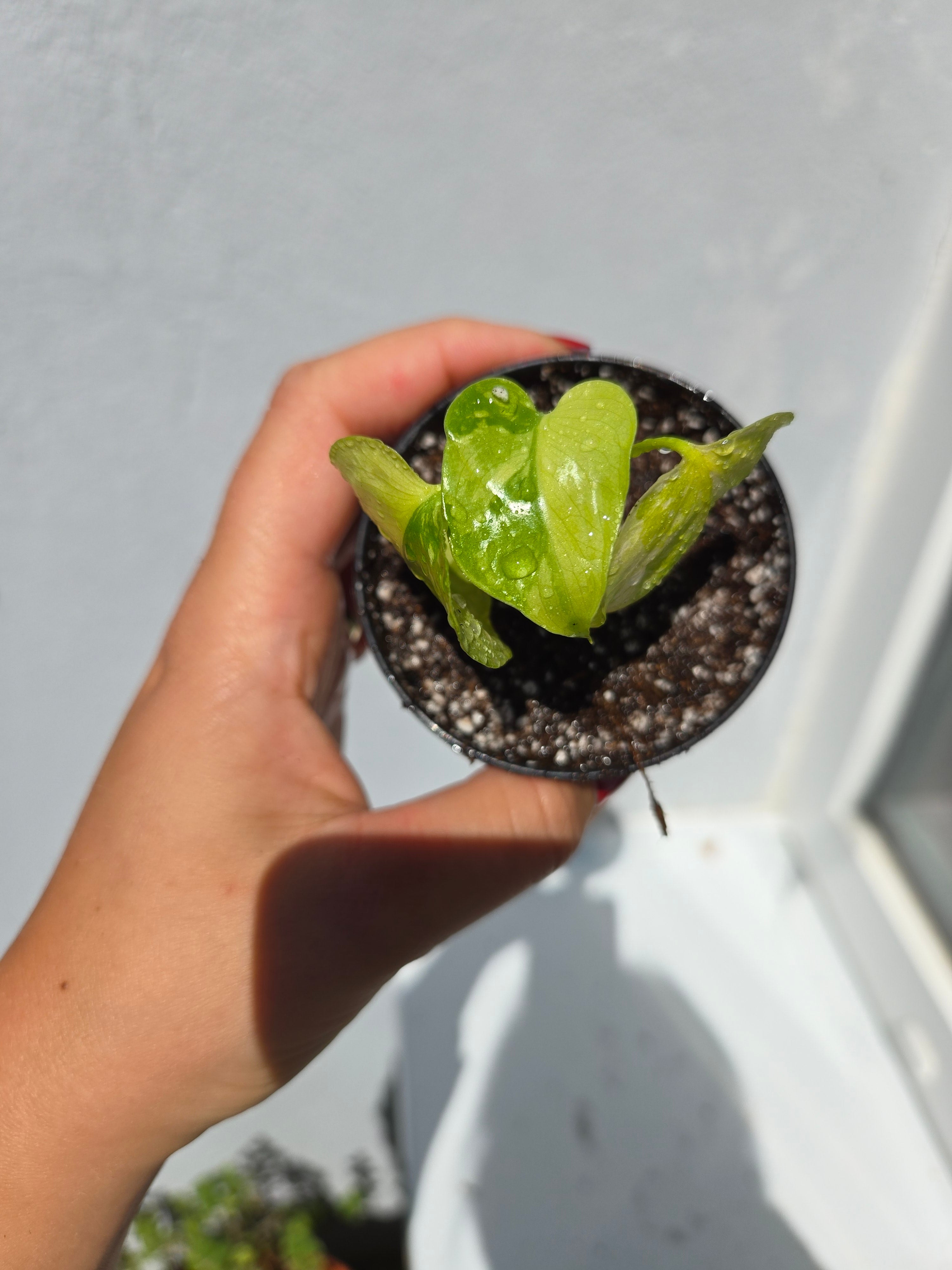 Monstera Electrolight