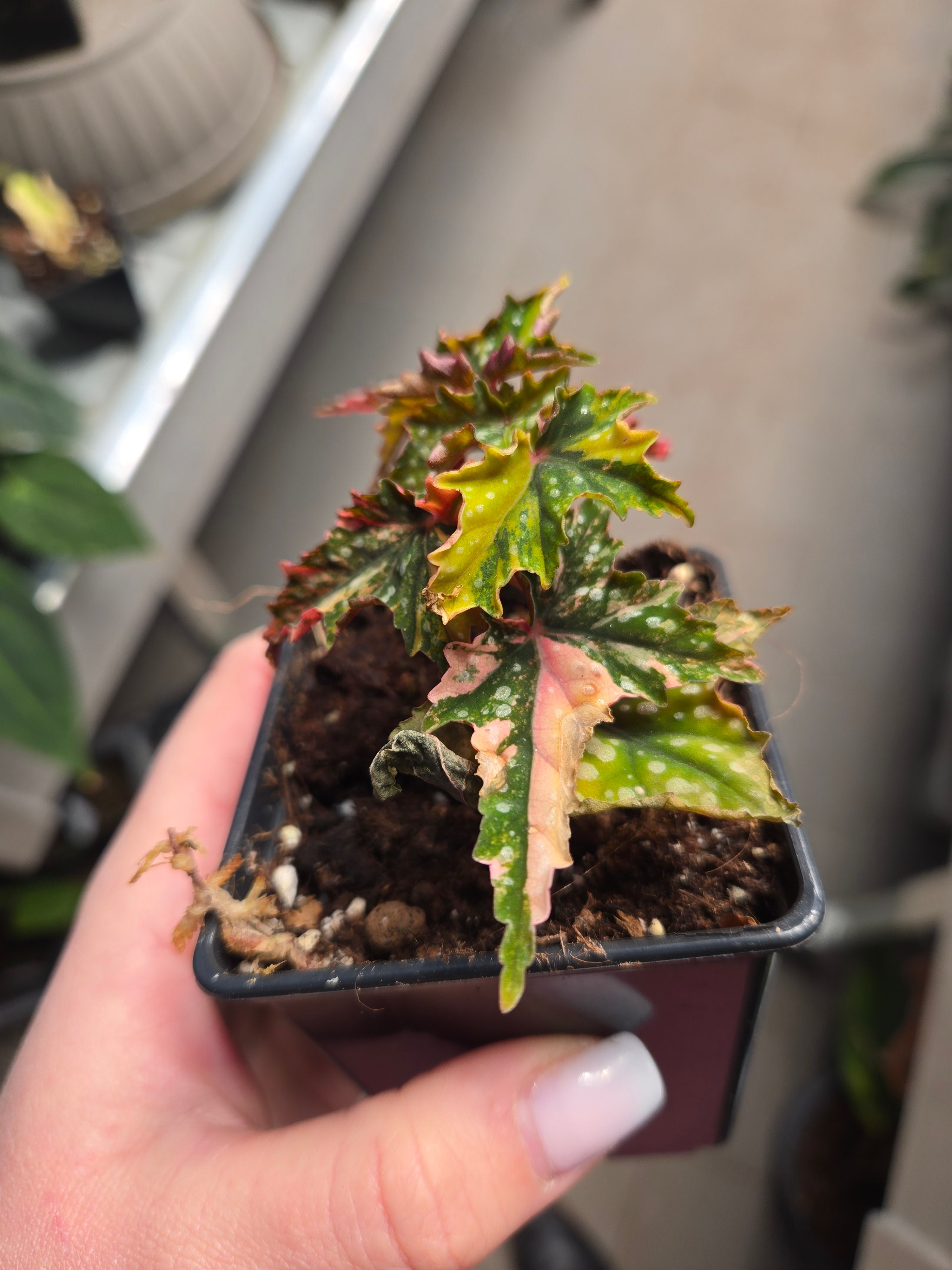 Begonia Izumo no Kiraboshi
Variegated Base