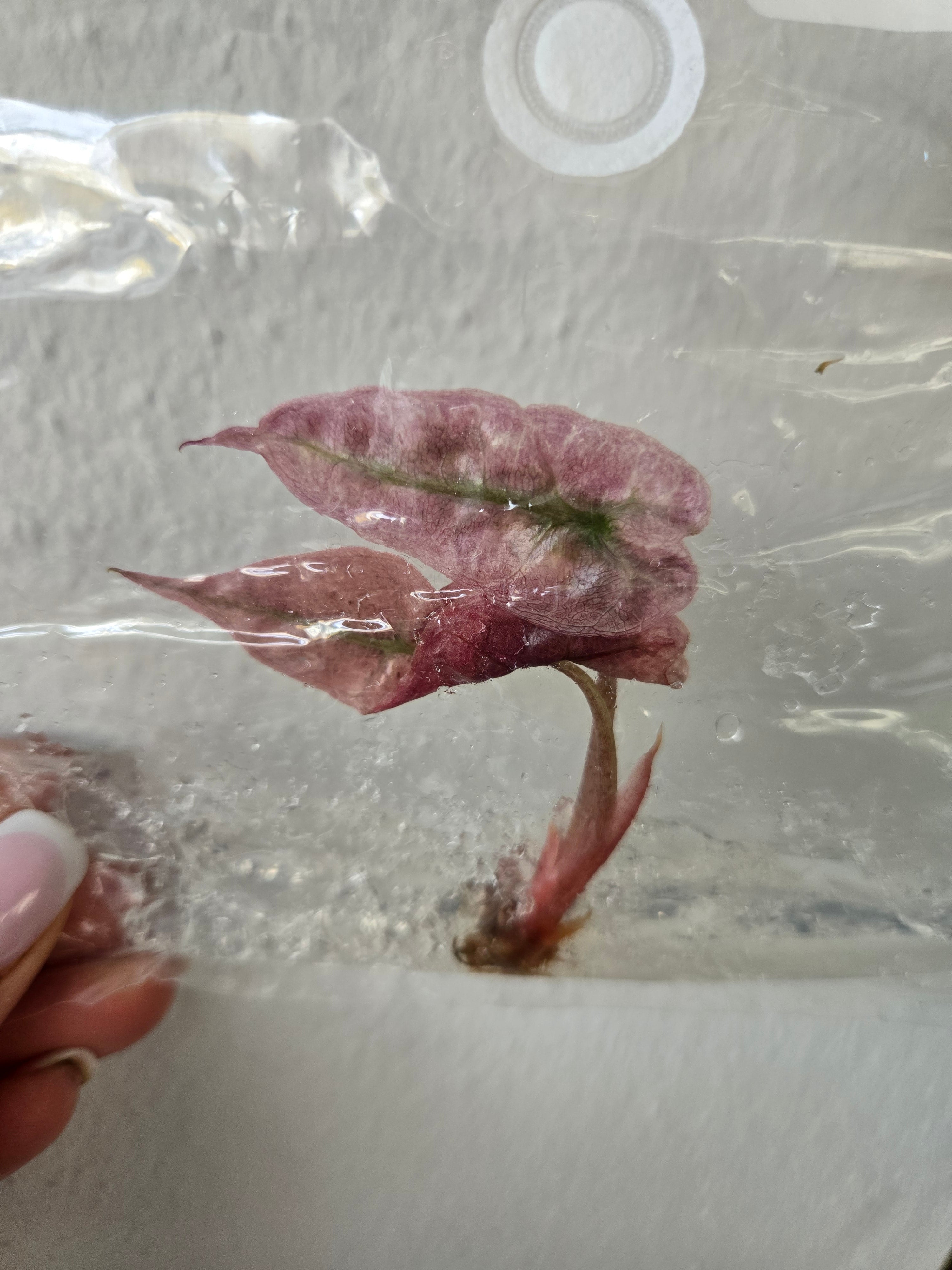 Alocasia Polly Pink Variegata - Tissue Culture (TC)